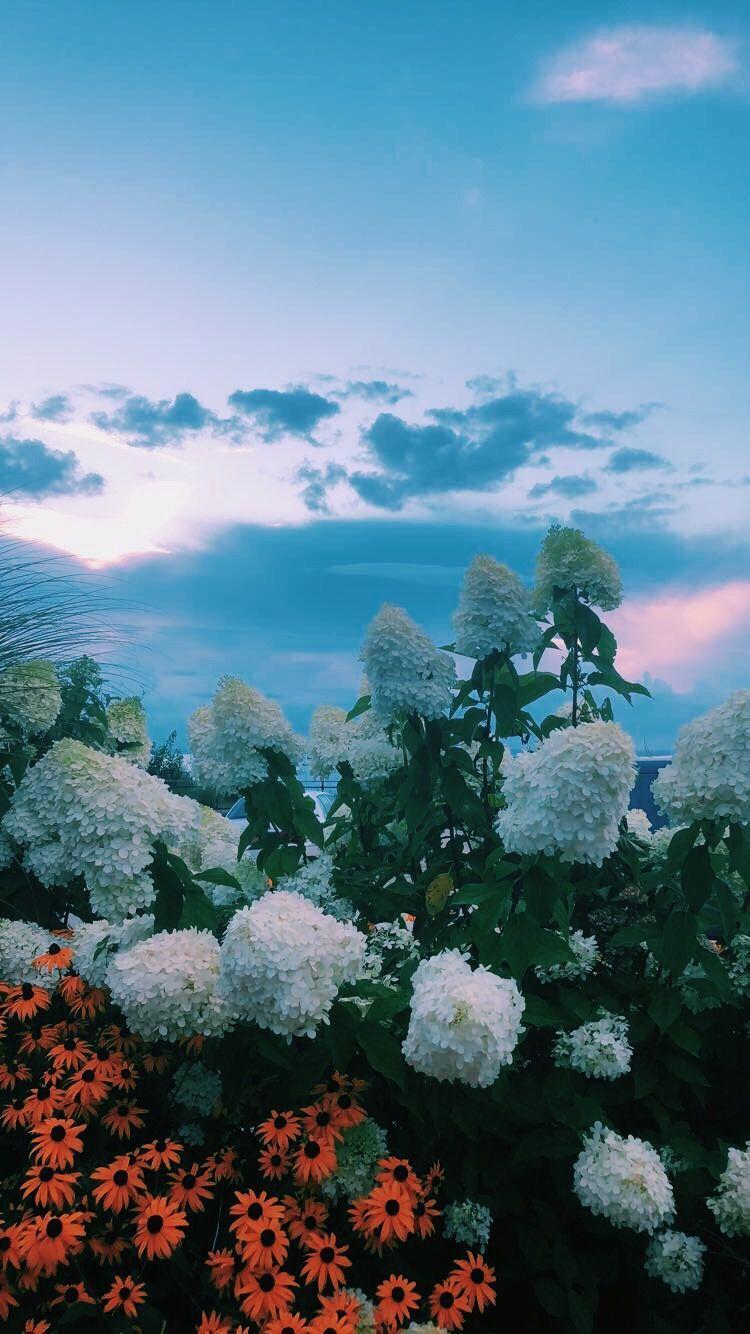 750x1334 Anime Aesthetic Landscapes Wallpaper