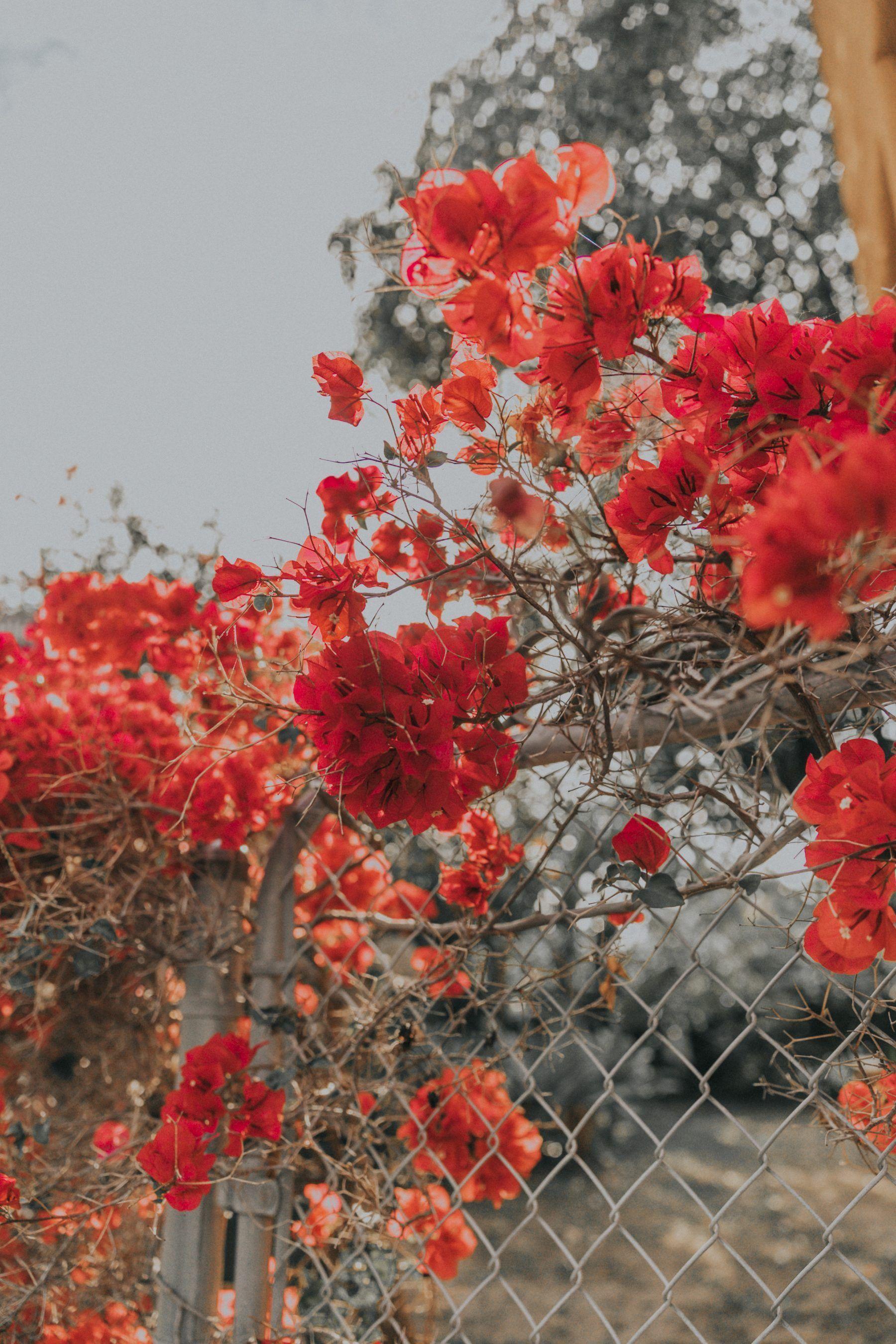 1800x2700 flowers Flowers Everywhere. Collage Vintage. Flower aesthetic, Flowers photography, Aesthetic wallpaper