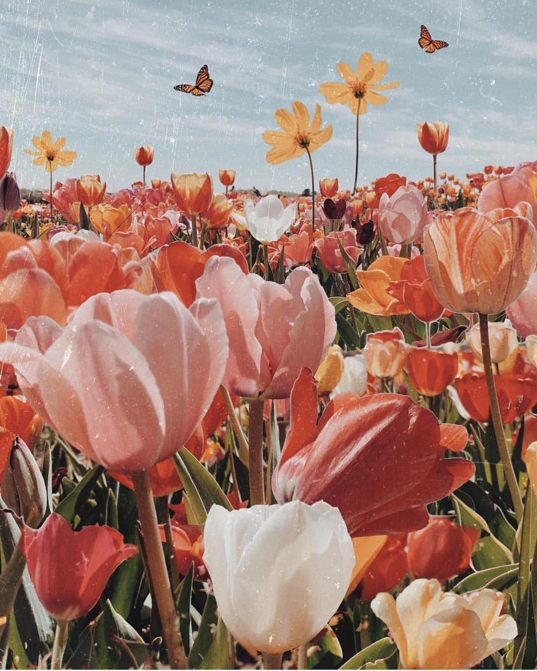 1080x1349 p r e t t y. Flower aesthetic, Flower phone wallpaper, Tulip season