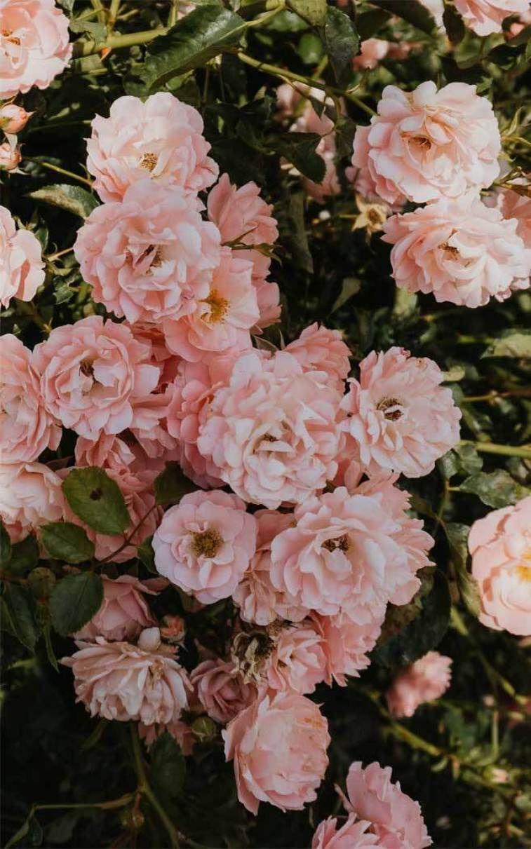 757x1211 Celebrate summer with these pretty flowers