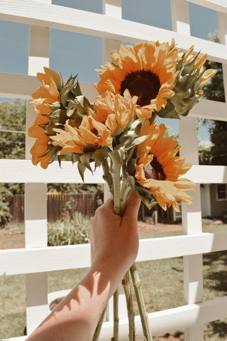 736x1104 sunflowers, marla catherine edit, jaci marie. Sunflower wallpaper, Flower aesthetic, Yellow aesthetic pastel