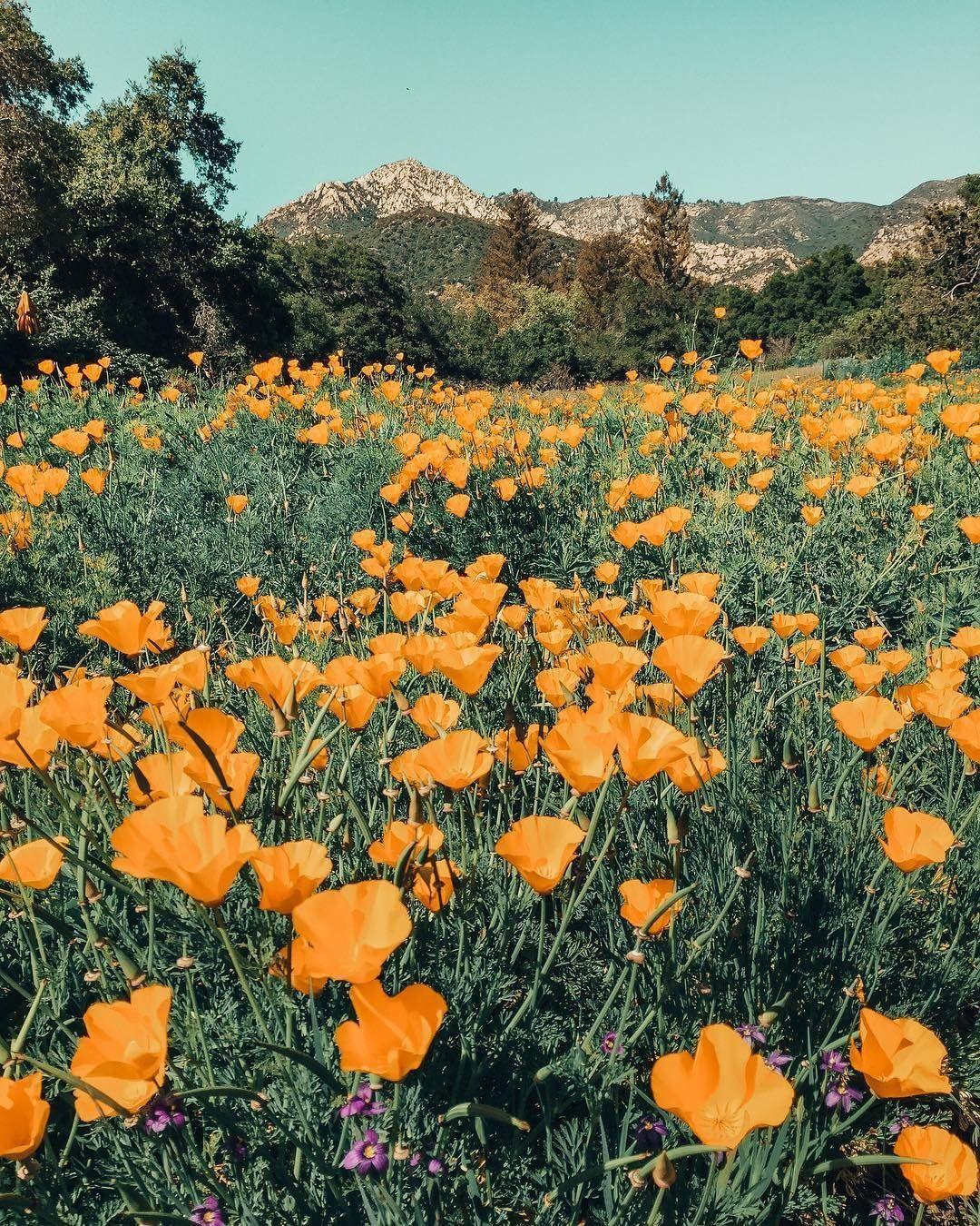 1080x1350 California, you're a dream