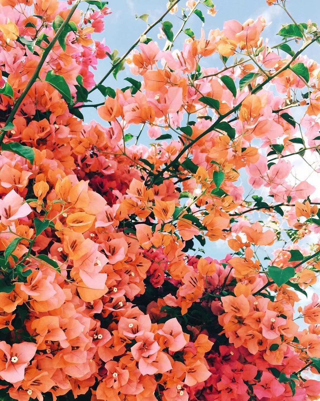 1080x1350 Erika Carlock on Instagram: “Spring has sprung and all feels right in the world