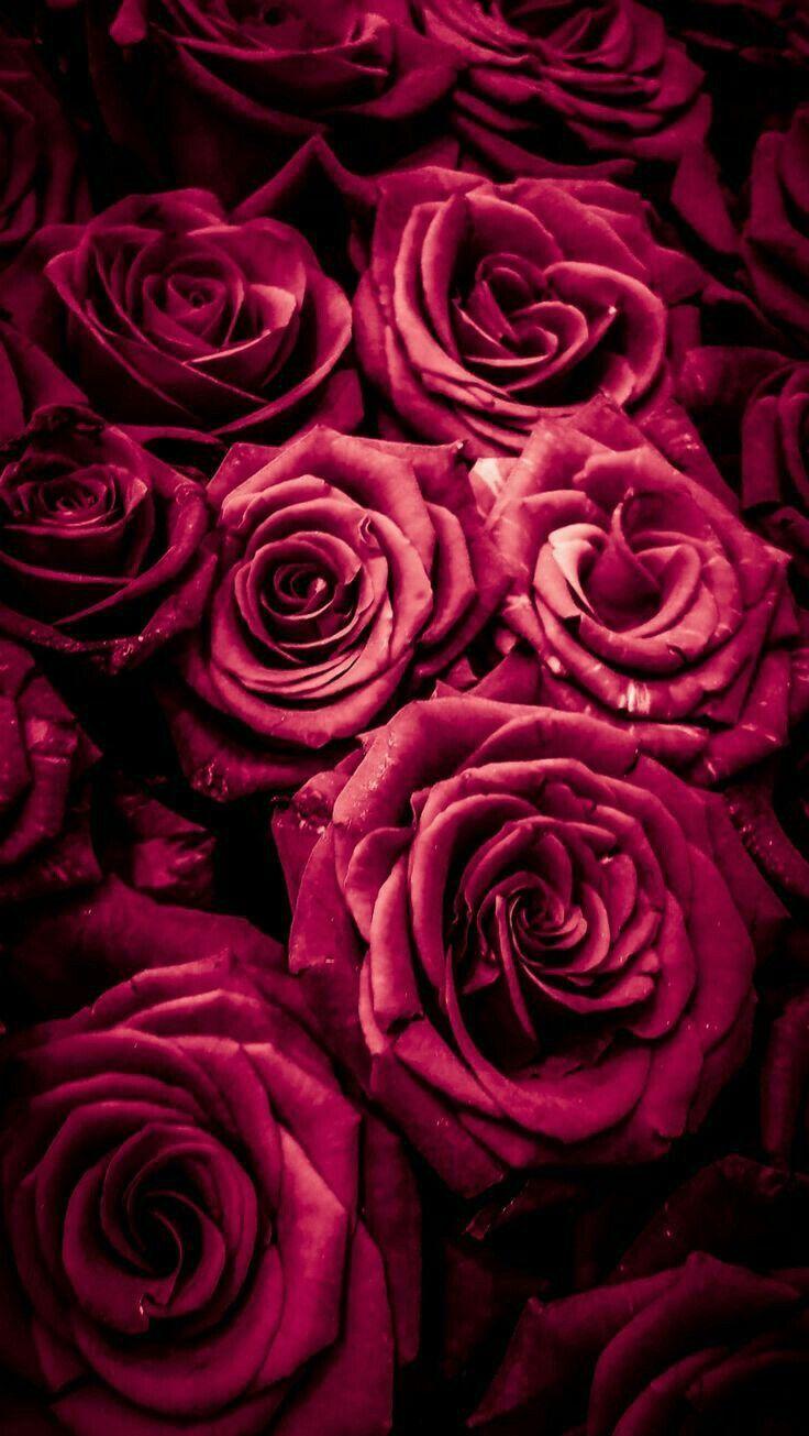 736x1305 Wallpaper for iPhone and Android. Flower! Click the link below for Tech News n Gadget Updates. Floral wallpaper, Rose wallpaper