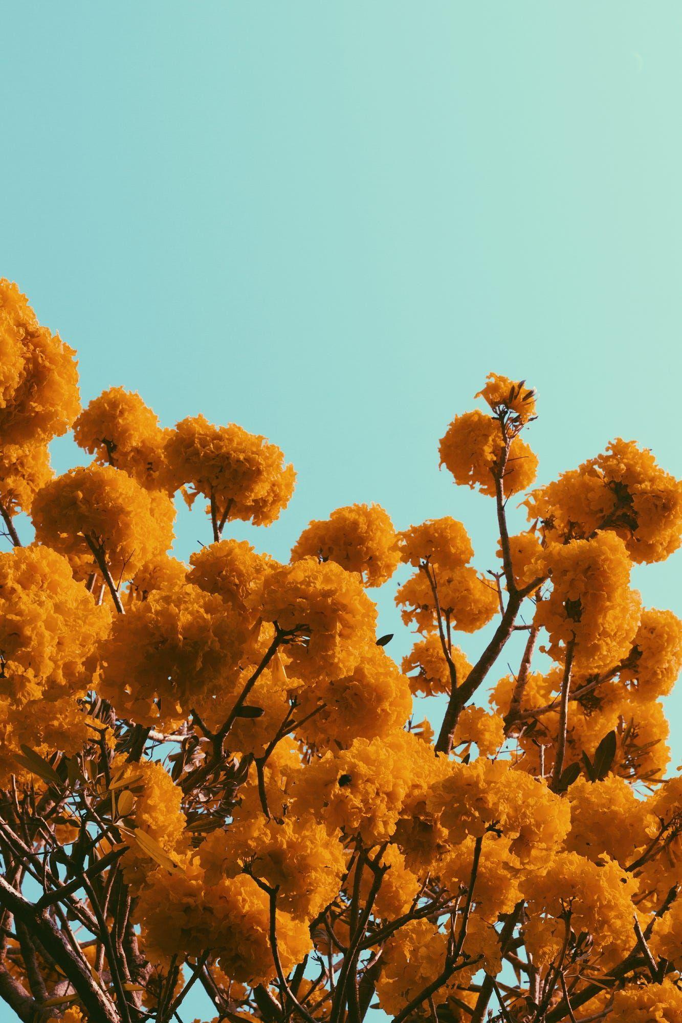 1333x2000 Tabebuia flowers with the sky background. Photo wall collage, Wall collage, Picture collage wall