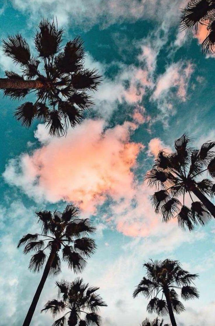 736x1114 Palm Trees Phone Wallpaper. Nature photography, Aesthetic wallpaper, Nature