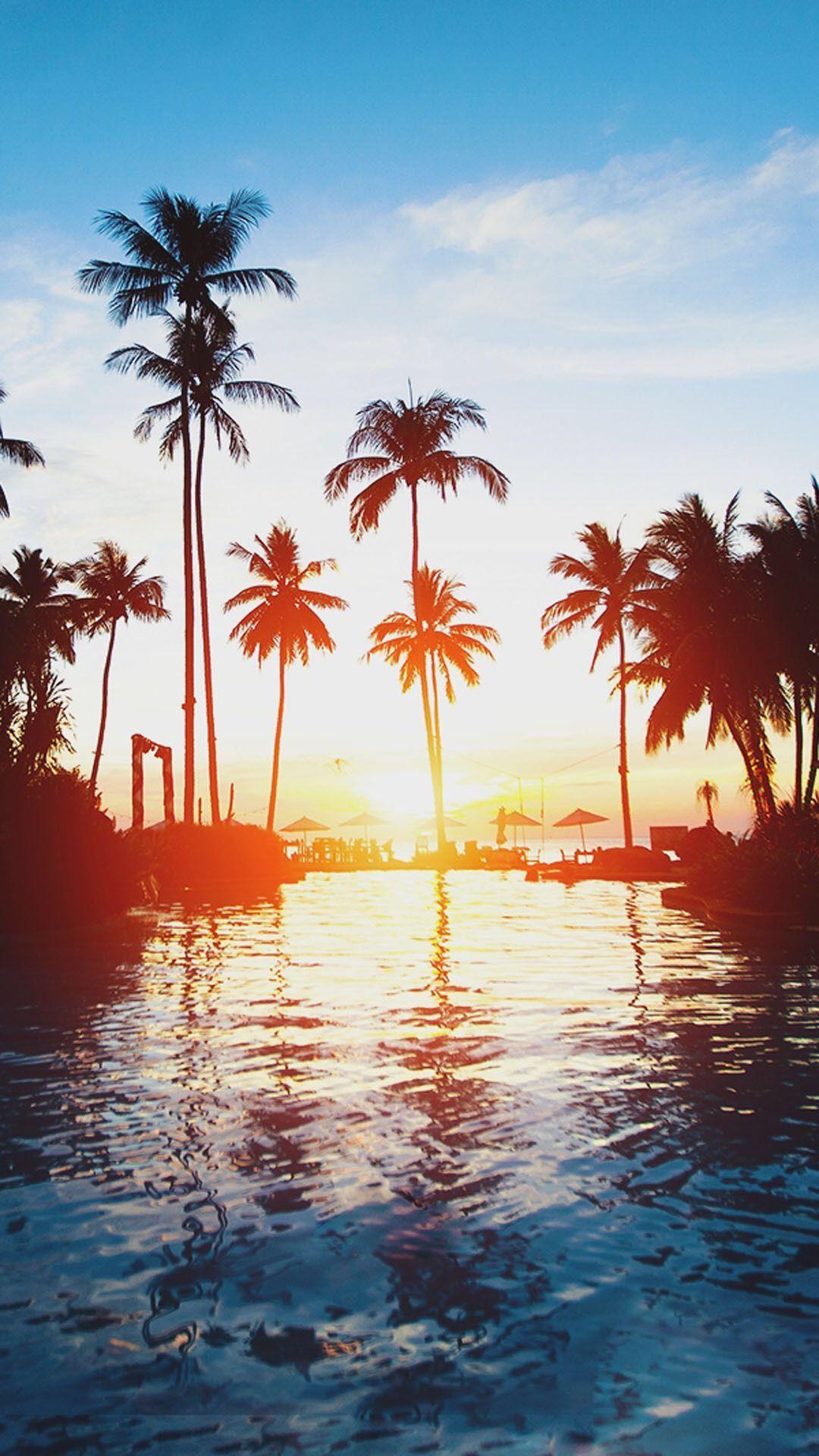 1080x1920 Palm tree. Palm tree iphone wallpaper, Tree wallpaper iphone, Palm trees wallpaper