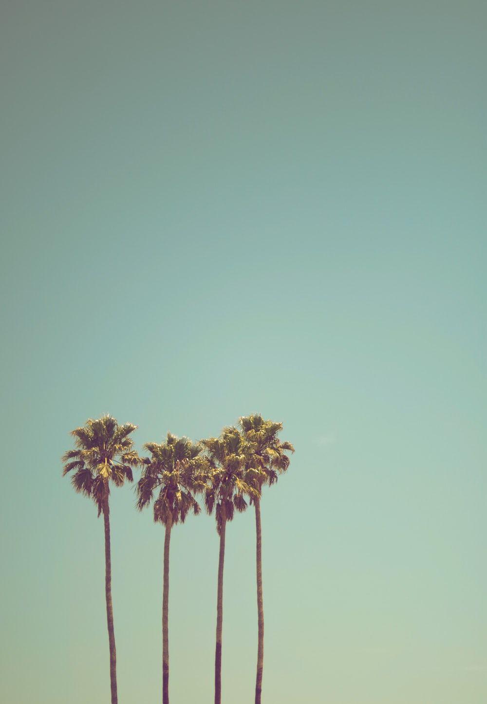 1000x1446 Palm Tree Picture [HD]. Download Free Image
