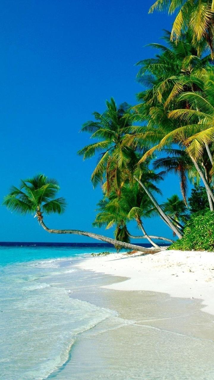 720x1280 palm Tree wallpaper for Android .