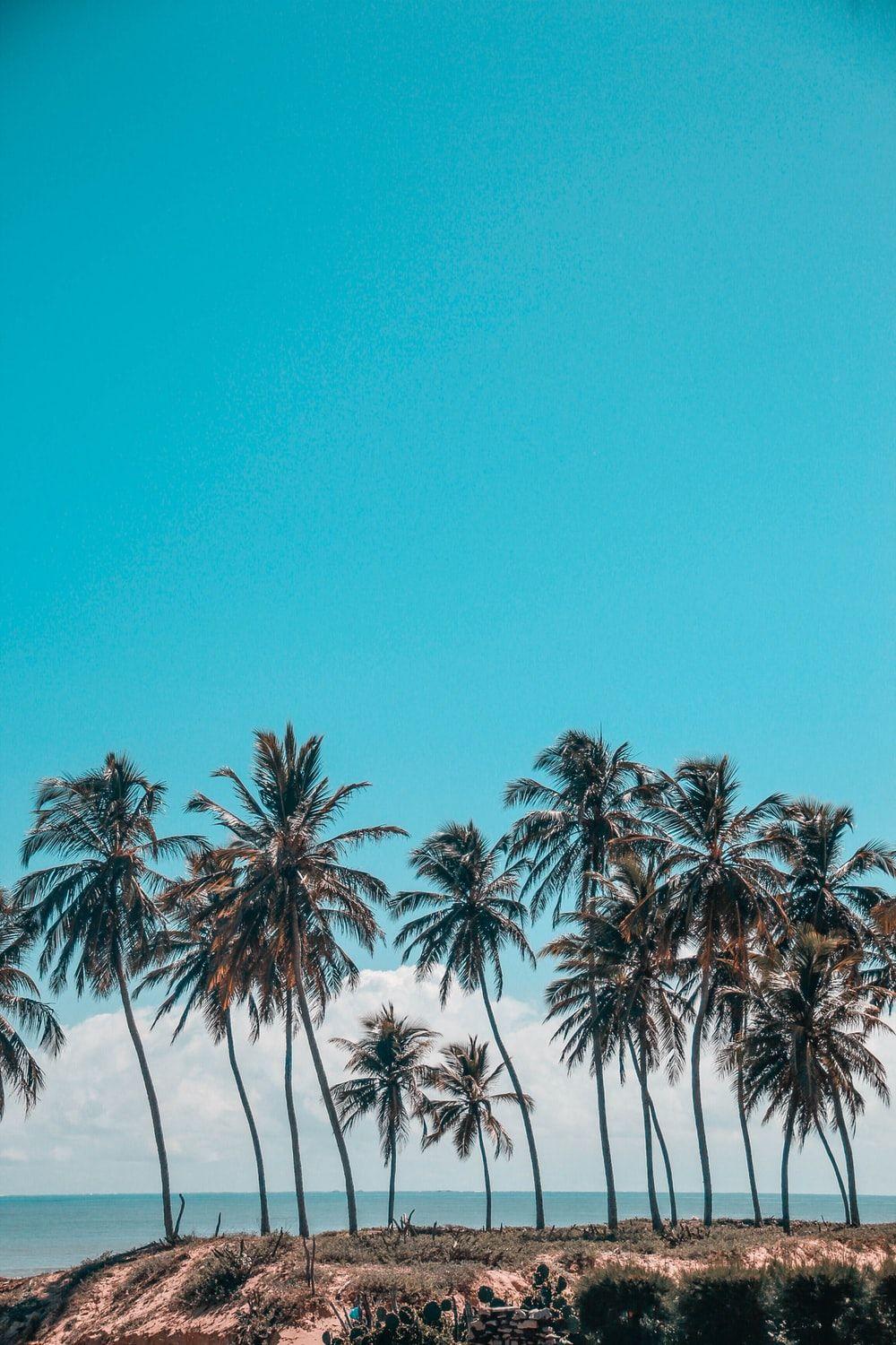 Palm Tree Phone Wallpapers Top Free Palm Tree Phone Backgrounds WallpaperAccess