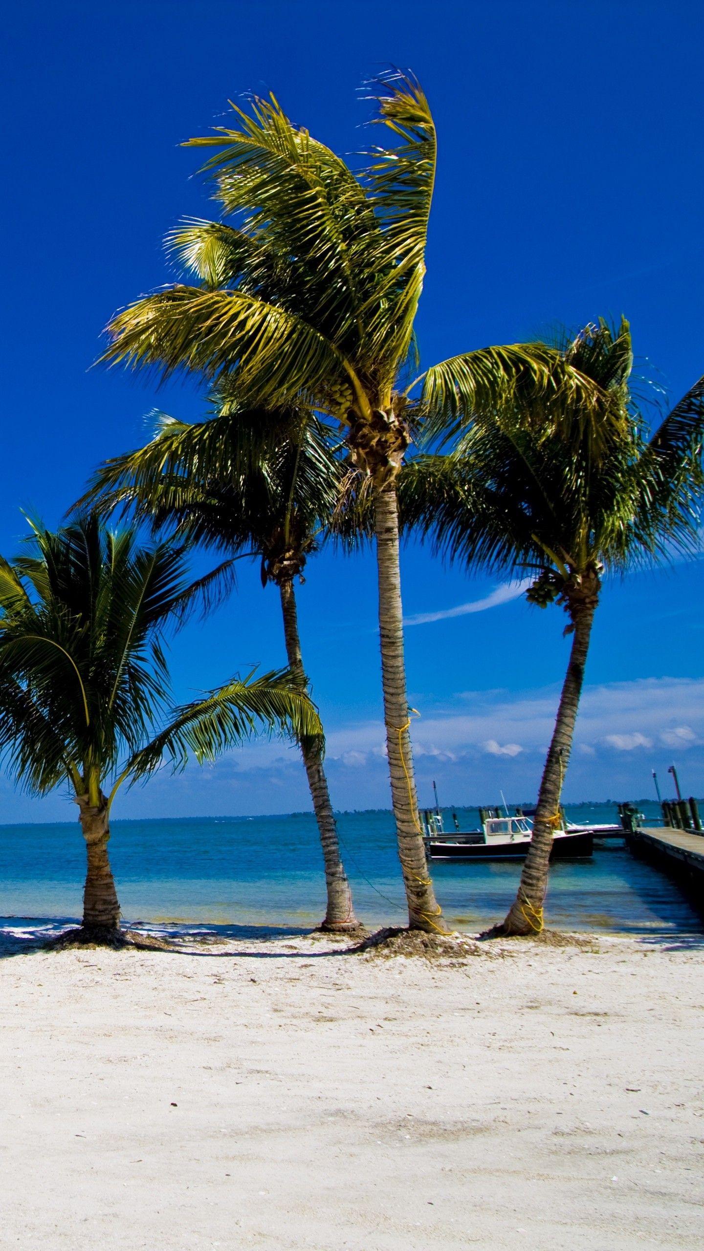 1440x2560 Palm Tree Phone Wallpaper HD