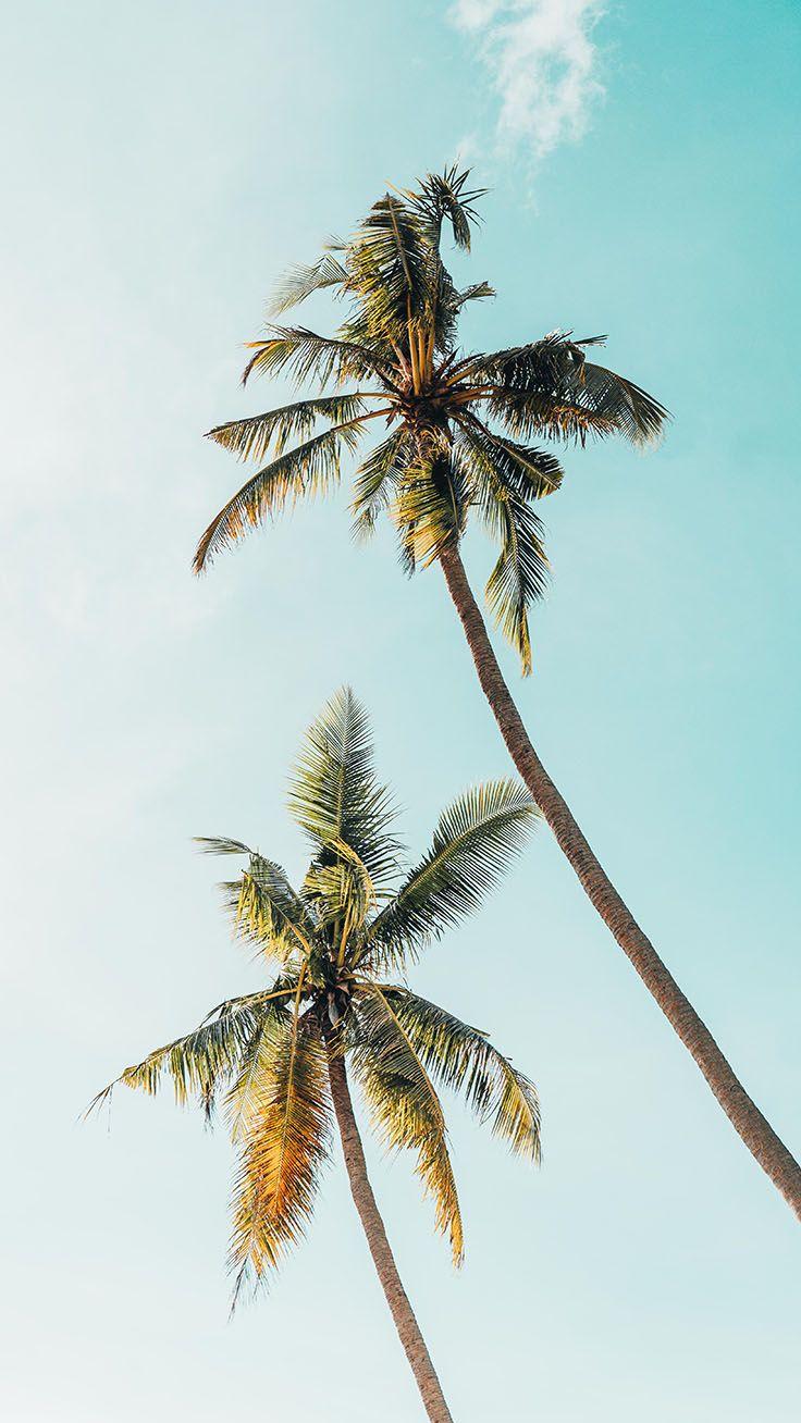 736x1308 Let's go Coconuts! Enjoy 10 Tropical iPhone Wallpaper!