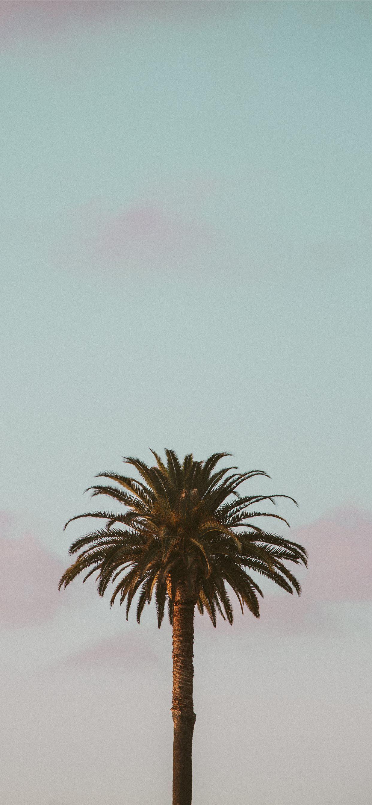 Palm Tree Phone Wallpapers Top Free Palm Tree Phone Backgrounds WallpaperAccess