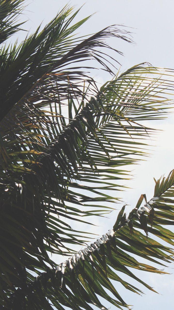 719x1280 Palm trees phone wallpaper discovered