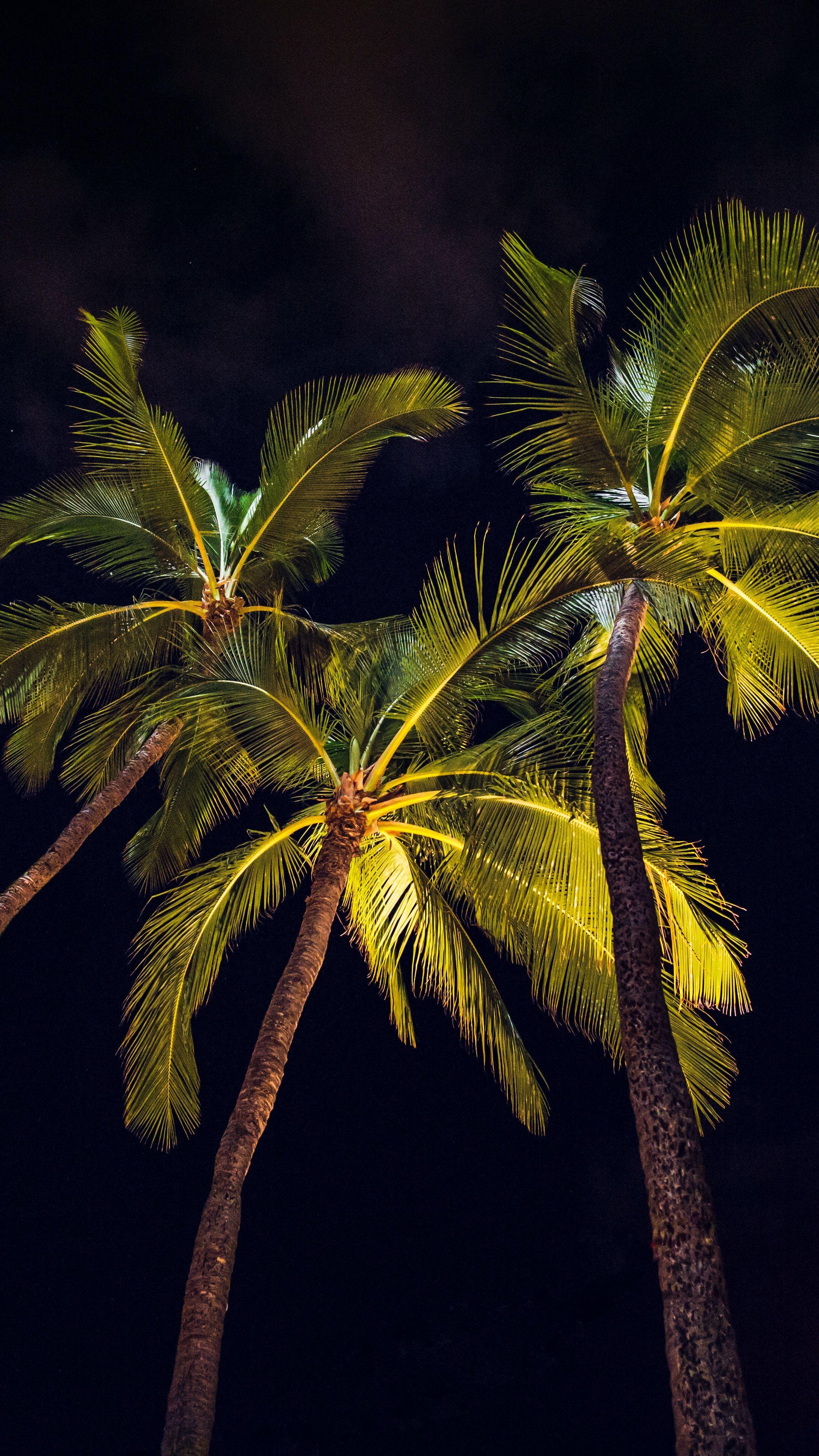 2160x3840 Free of night, palm trees, phone wallpaper
