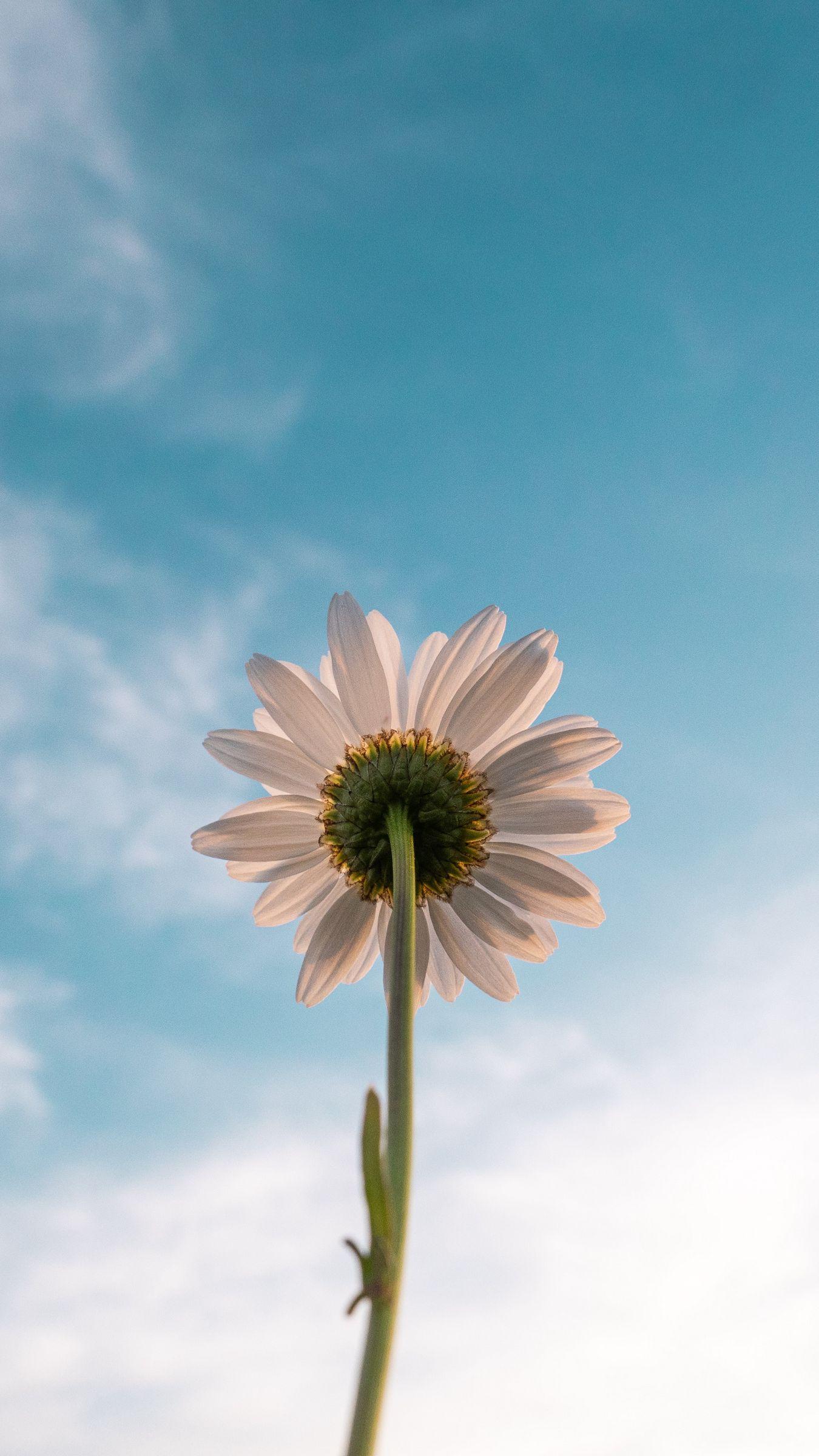 1350x2400 Download wallpaper 1350x2400 chamomile, flower, sky, bloom, bottom view iphone 8+/7+/6s+/for parallax HD background