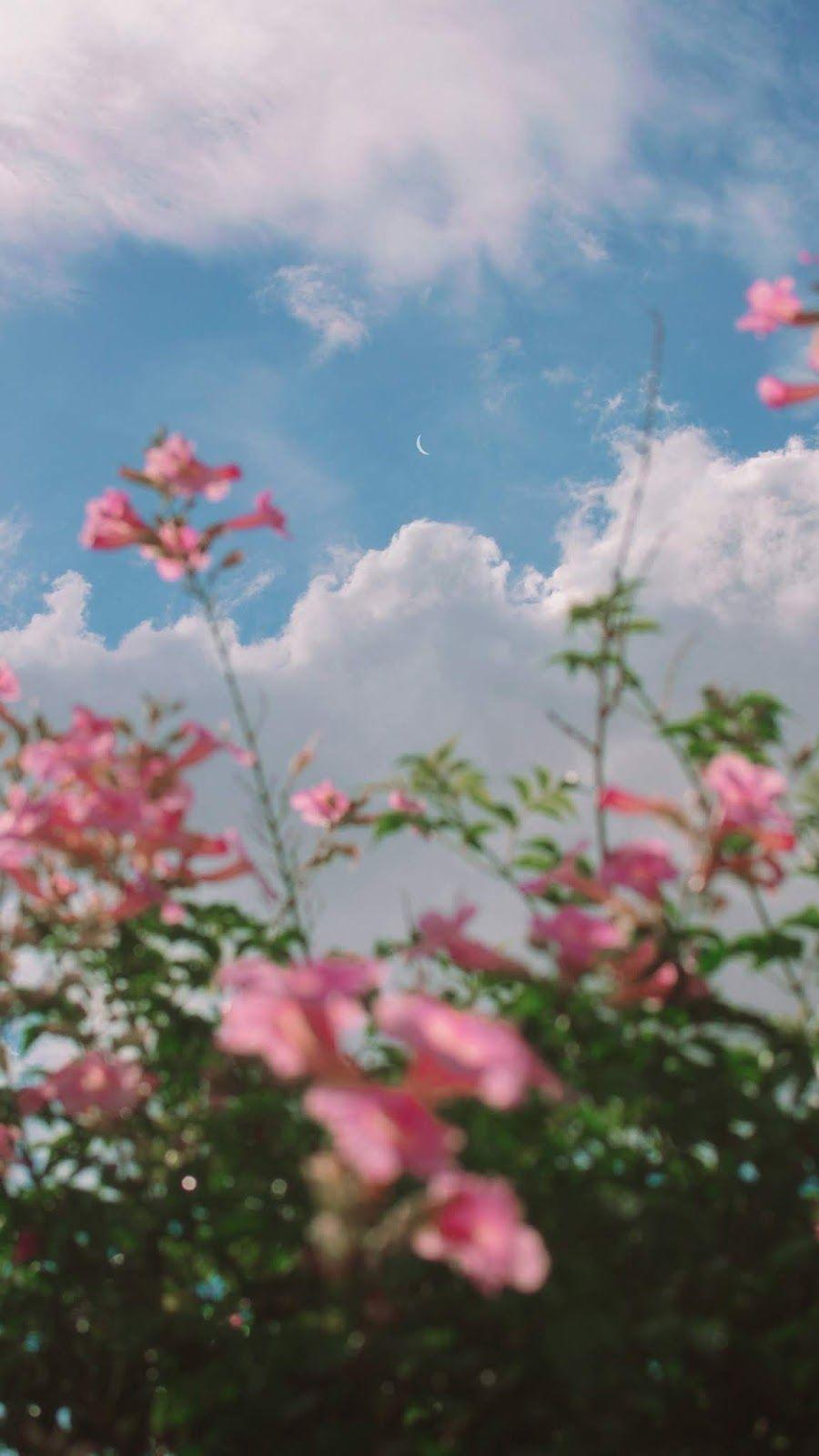 Aesthetic Flower And Sky Wallpapers  Wallpaper Cave
