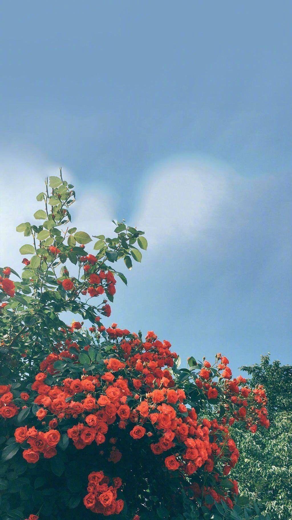 1024x1821 iPhone Wallpaper. Sky, Flower, Red, Plant, Vegetation, Tree