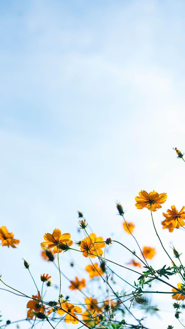 736x1308 Celebrating Summer with 21 Wildflower iPhone Wallpaper