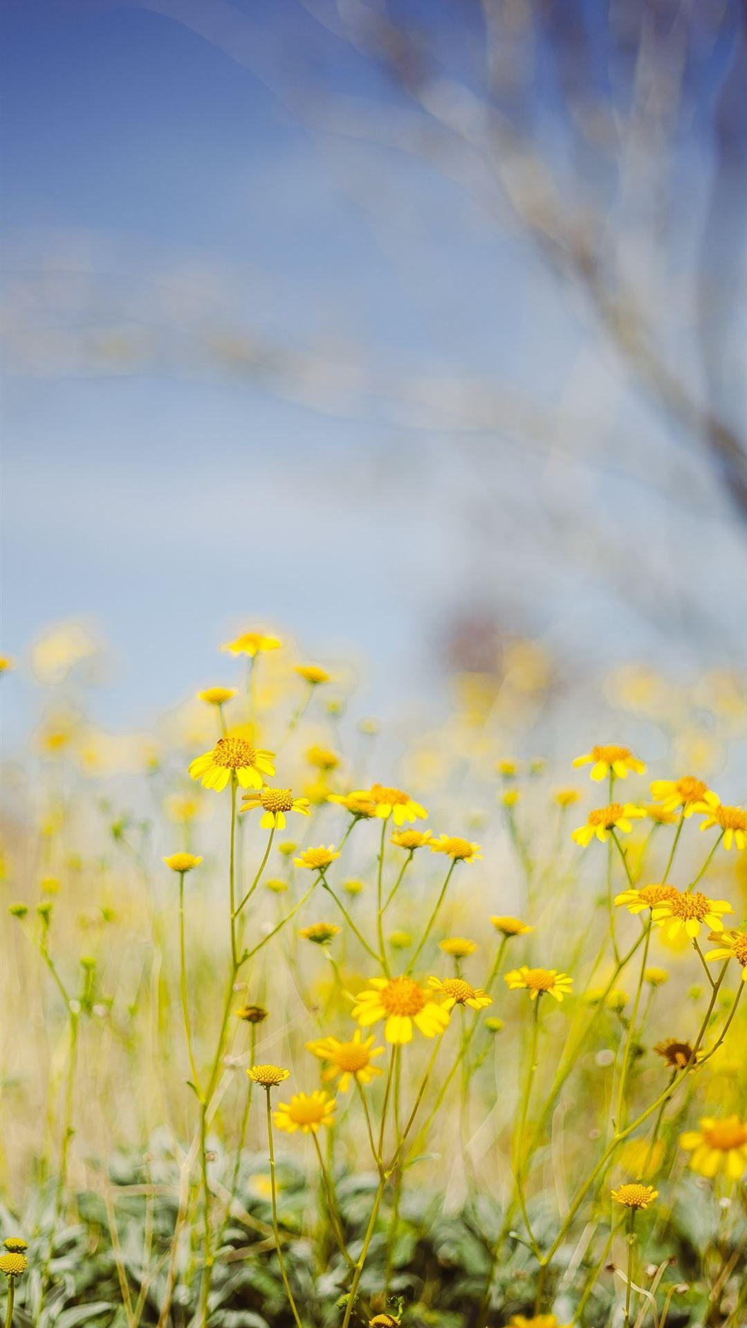1080x1920 yellow flower field under blue sky during daytime iPhone Wallpaper Free Download