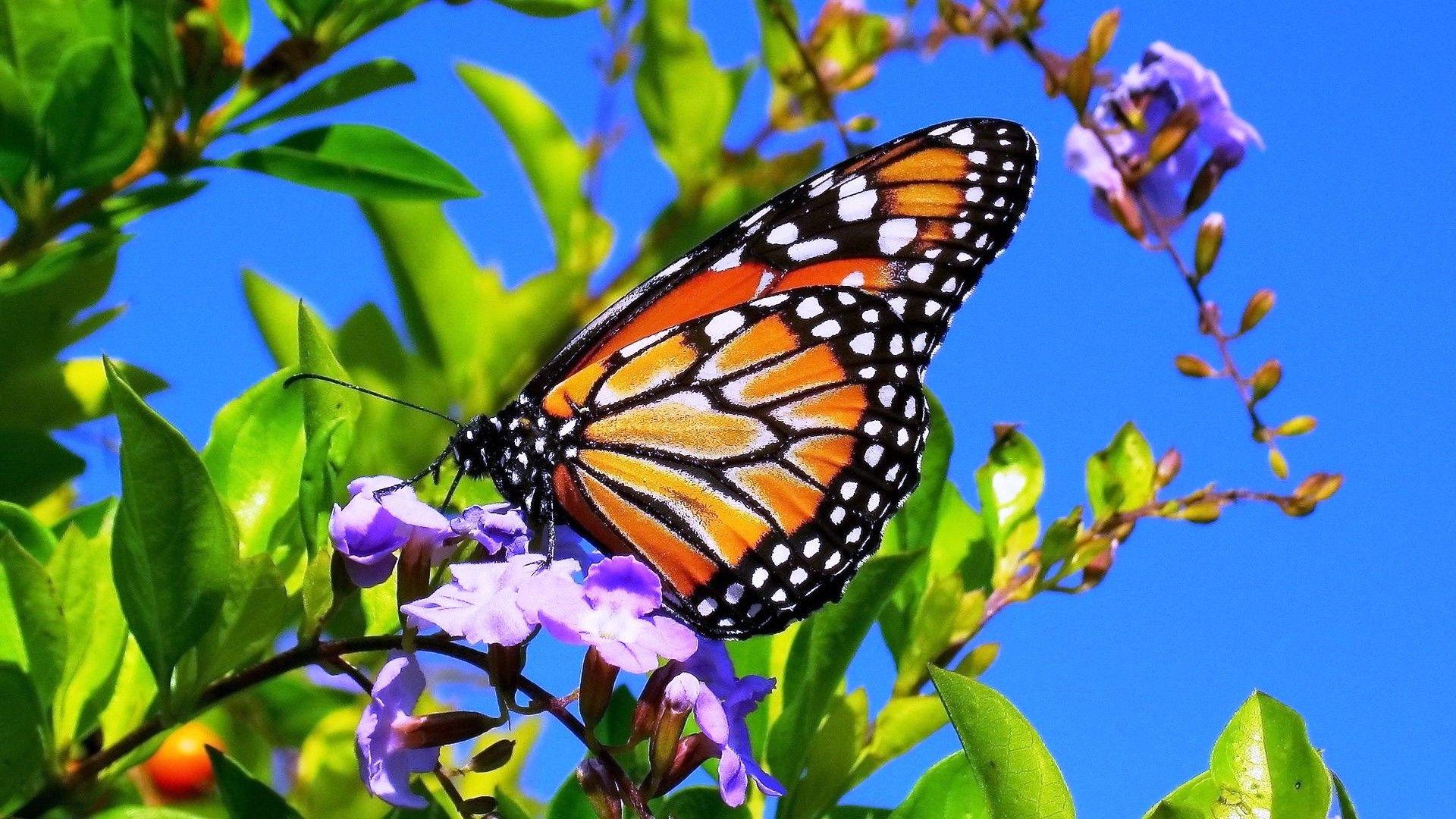1920x1080 Spring Butterfly Desktop Background. Beautiful Widescreen Desktop Wallpaper, Desktop Wallpaper and Naruto Desktop Background
