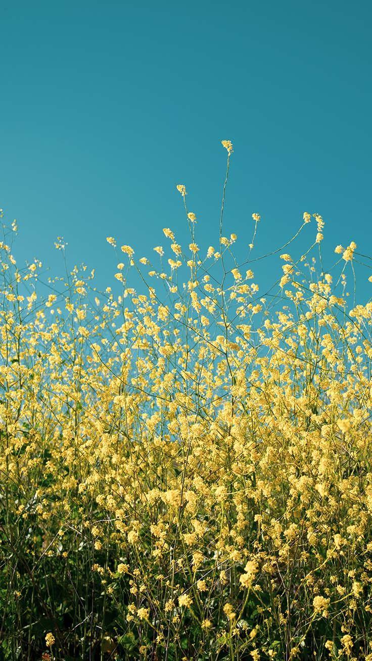 736x1308 Celebrating Summer with 21 Wildflower iPhone Wallpaper