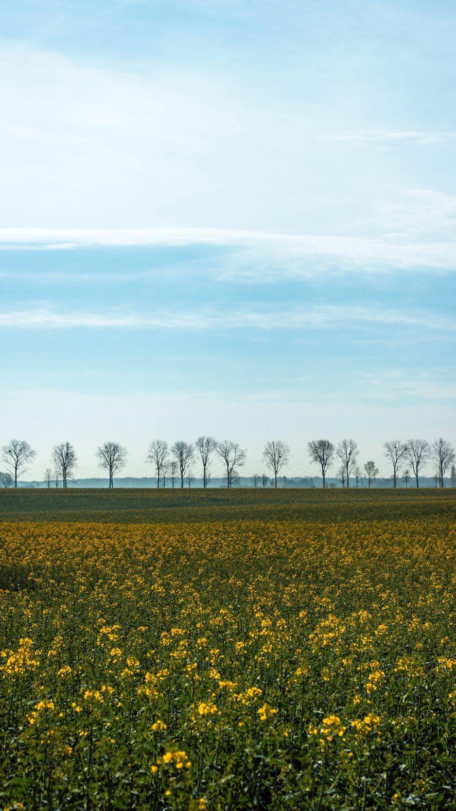 938x1668 Download Wallpaper 938x1668 Field, Grass, Sky, Flowers, Trees, Summer Iphone 8 7 6s 6 For Parallax HD Background