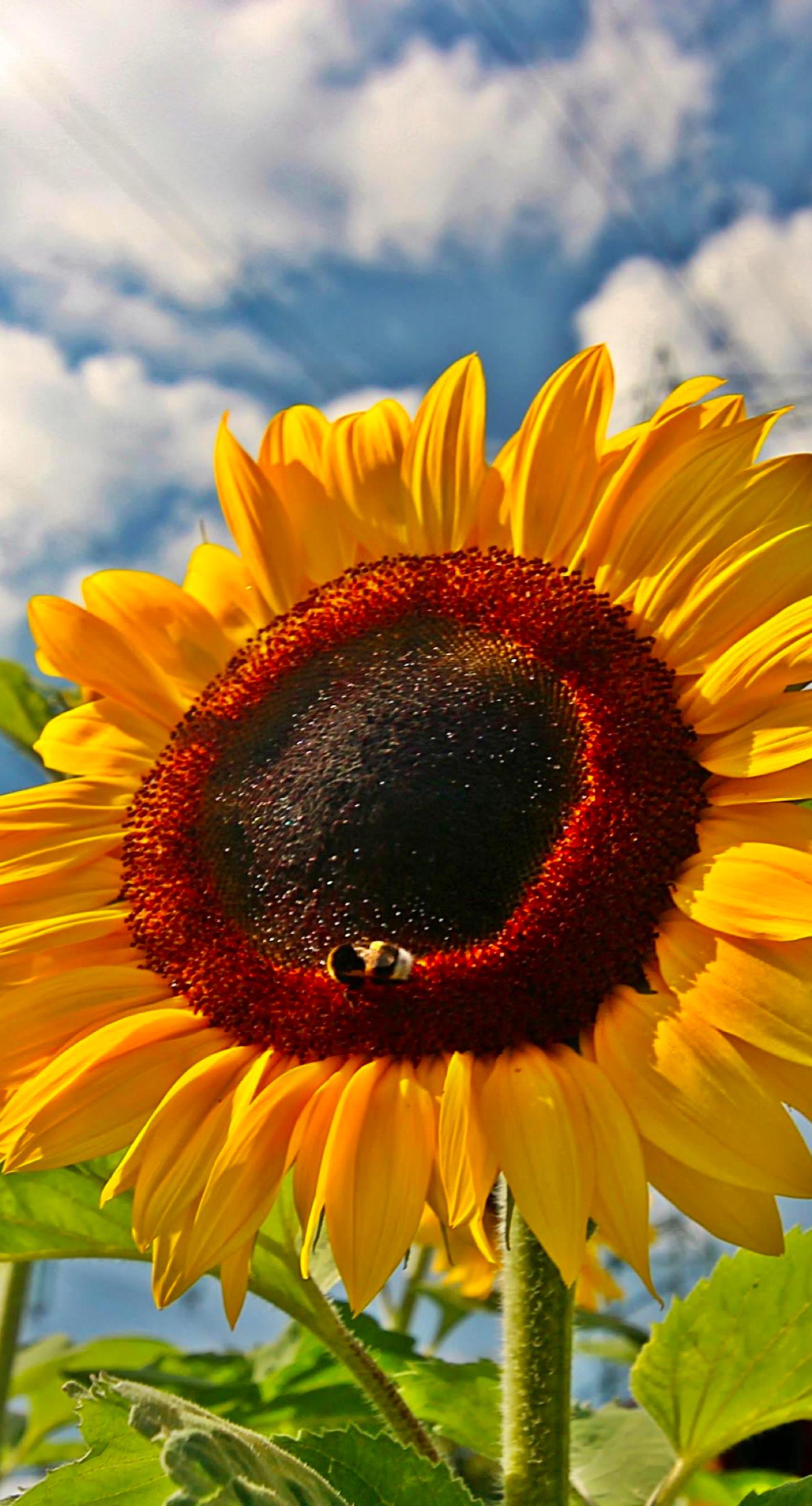 1398x2592 Free download Sunflower sky flower wallpaperc iPhone7Plus [1398x2592] for your Desktop, Mobile & Tablet. Explore Sunflower iPhone 7 Plus Wallpaper. Sunflower iPhone 7 Plus Wallpaper, iPhone 7 Plus Wallpaper, IPhone 7 Plus Wallpaper