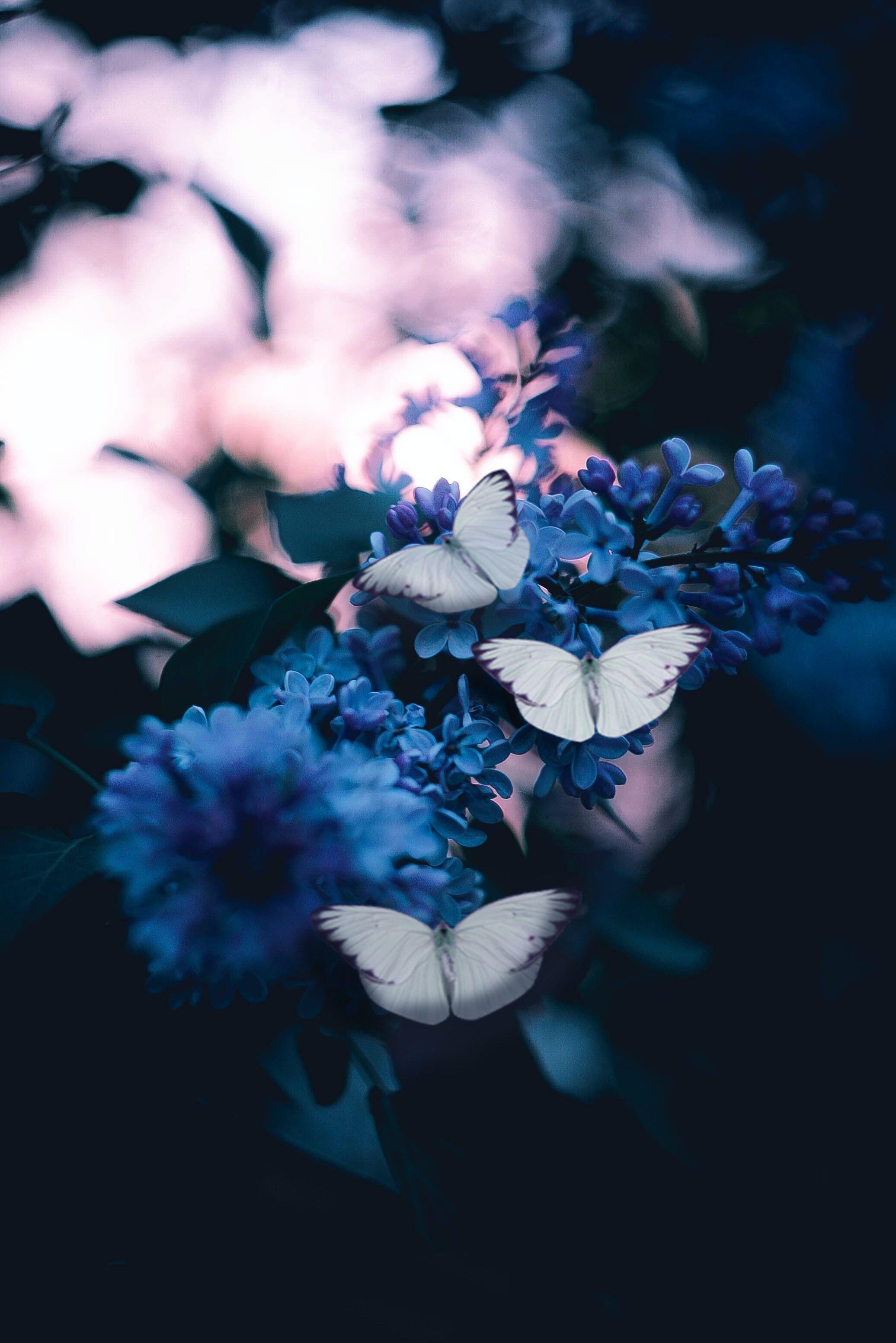 2072x3104 Butterfly Wallpaper: Free HD Download [HQ]