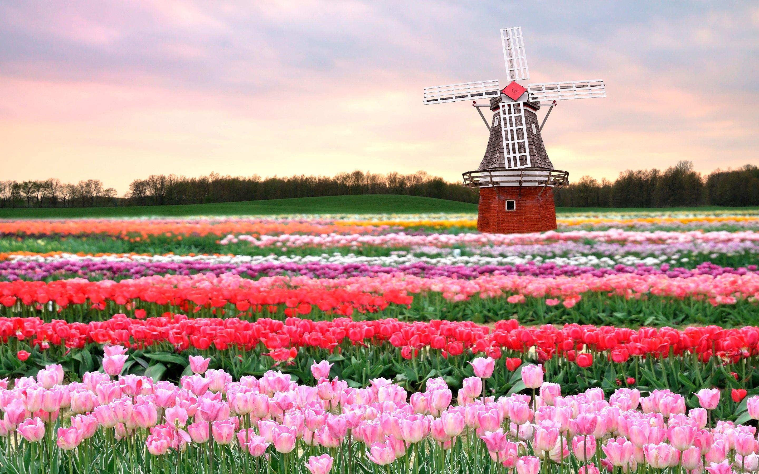 2880x1800 Tulips field holland wallpaperx1800