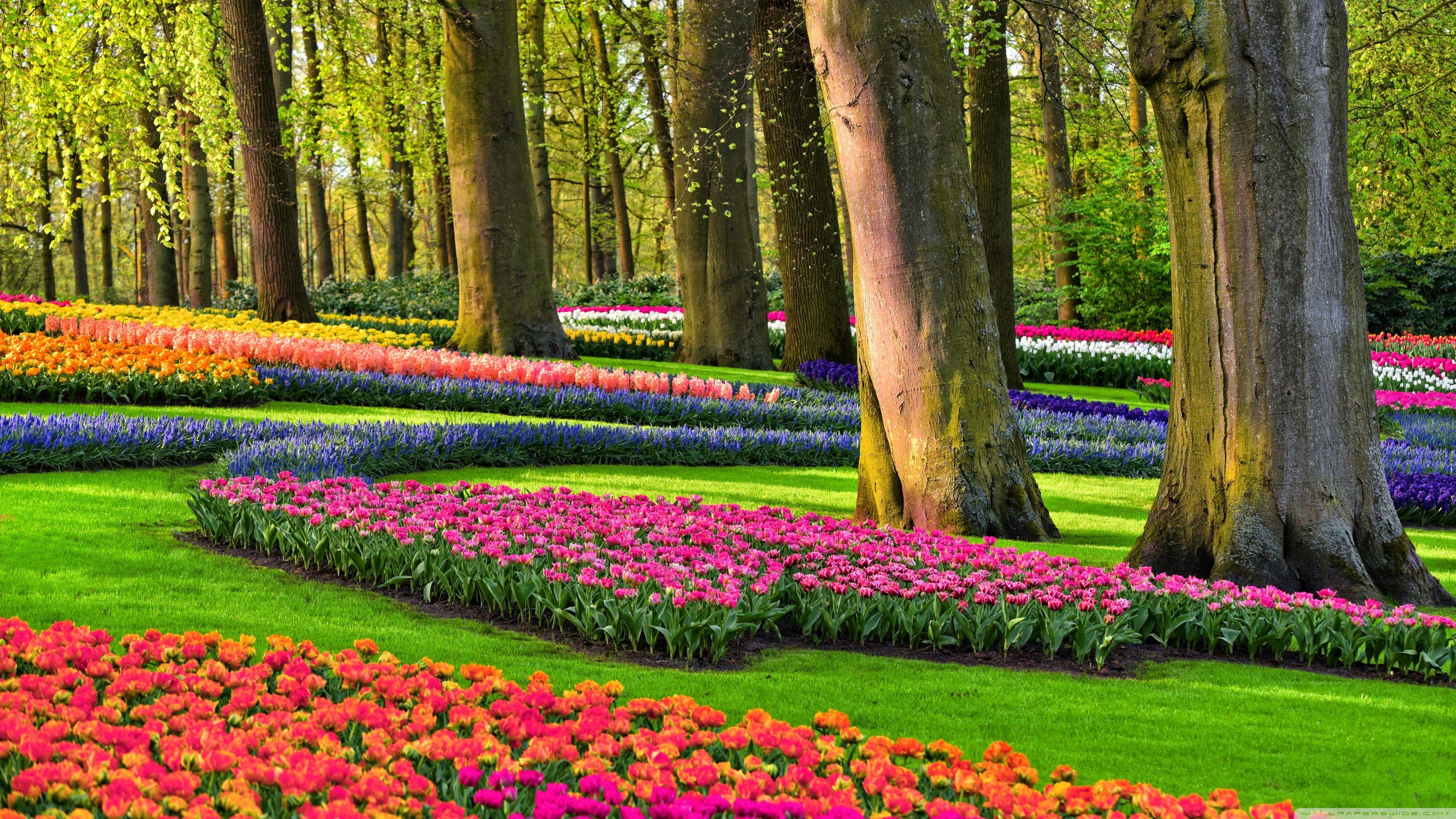 3554x1999 Colorful Spring Gardens, Holland, Netherlands Ultra HD Desktop Background Wallpaper for 4K UHD TV : Widescreen & UltraWide Desktop & Laptop : Tablet