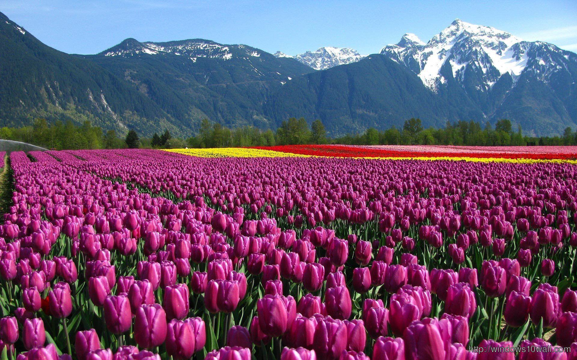 1920x1200 Tullips Of Holland Awesome Scene HD Wallpaper