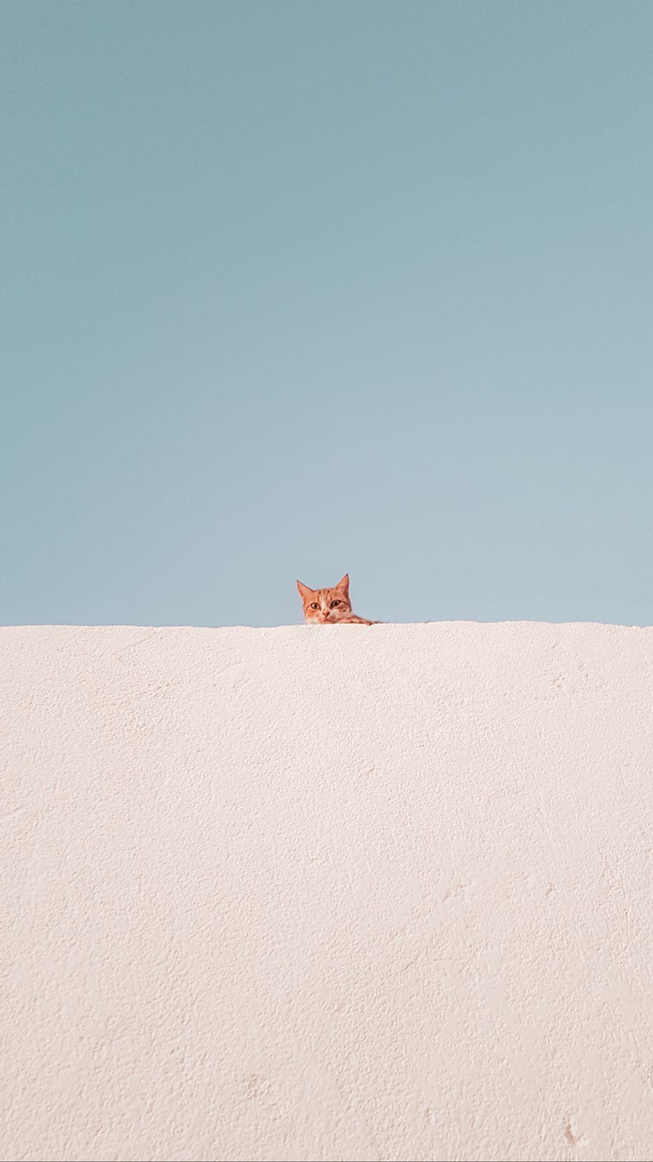 938x1668 Download Wallpaper 938x1668 Cat, Wall, Peeking, Funny, Minimalism Iphone 8 7 6s 6 For Parallax HD Background