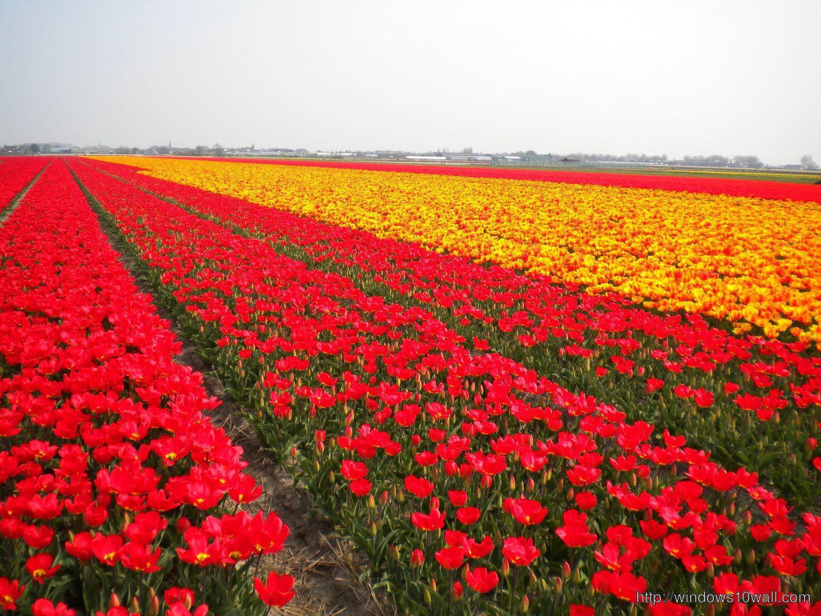 1600x1200 Tulips In Holland 4 Field HD Wallpaper