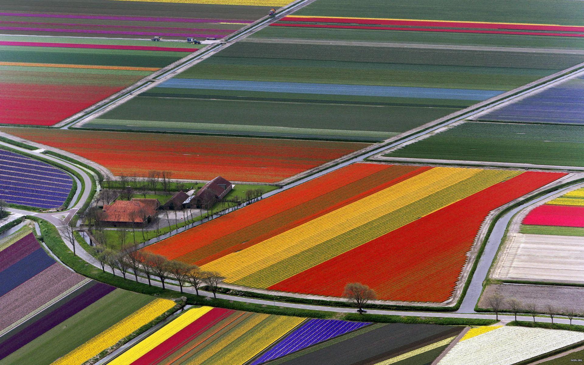 1920x1200 of Tulip 4K wallpaper for your desktop or mobile screen