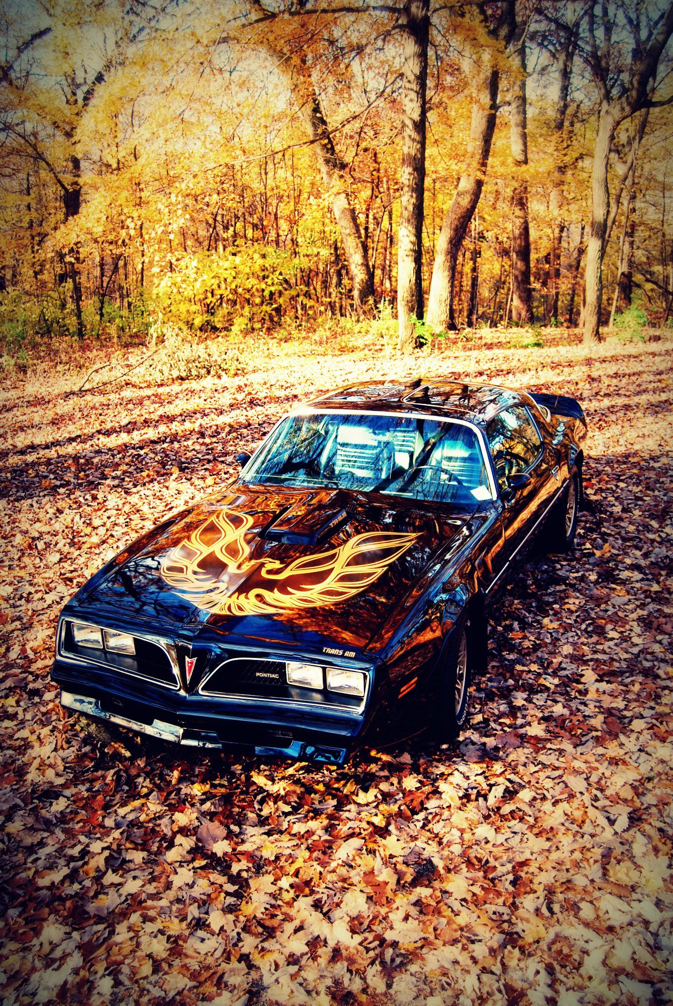 1339x2000 Discover 100 Pontiac Trans Am and trans am ideas. firebird trans am, 1972 trans am x code, 1973 pontiac firebird front end and more
