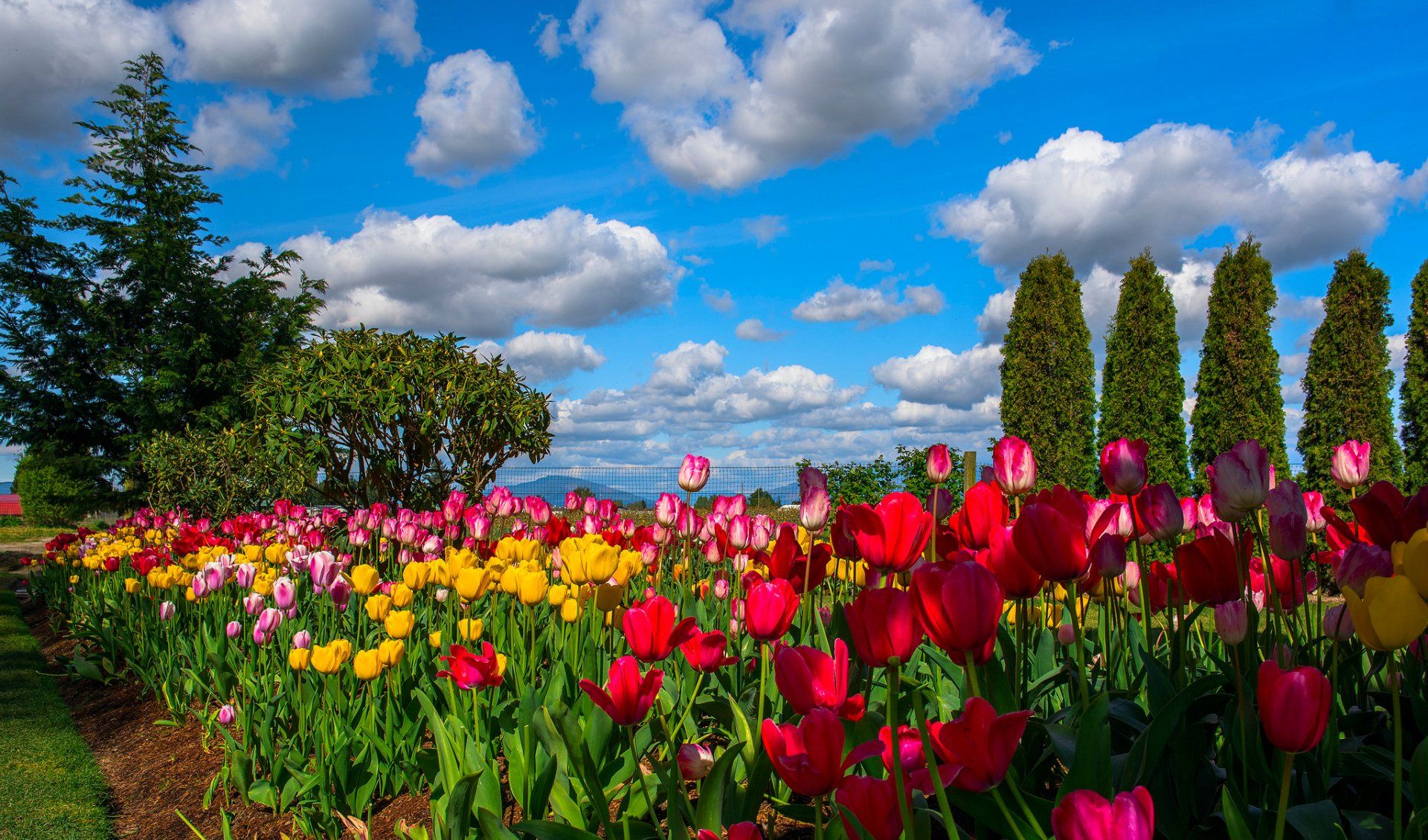 1920x1130 Vibrant Tulip Garden Under a Scenic Sky Wallpaperx1205