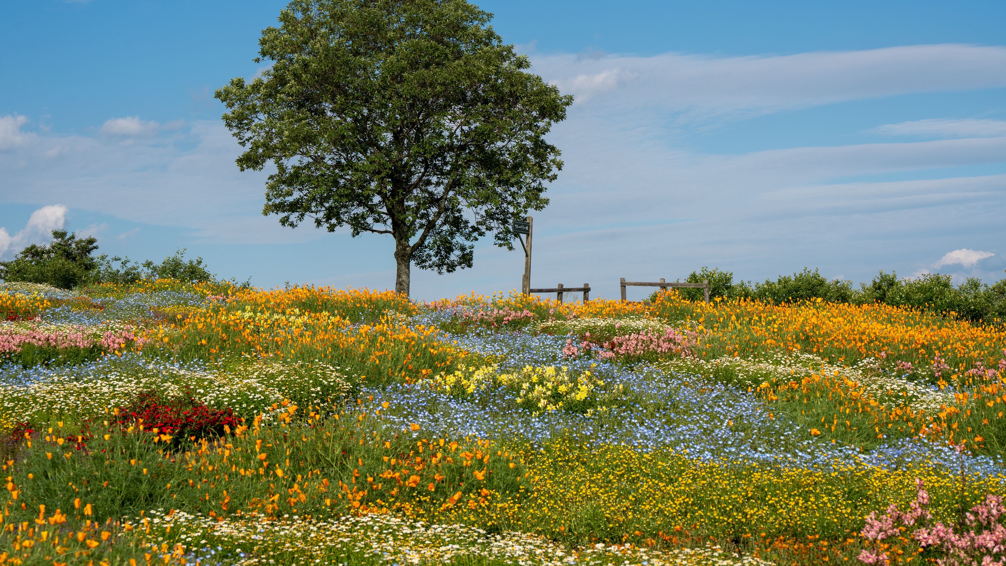 3840x2160 Download wallpaper 3840x2160 flowers, tree, garden, field, summer, landscape 4k uhd 16:9 HD background