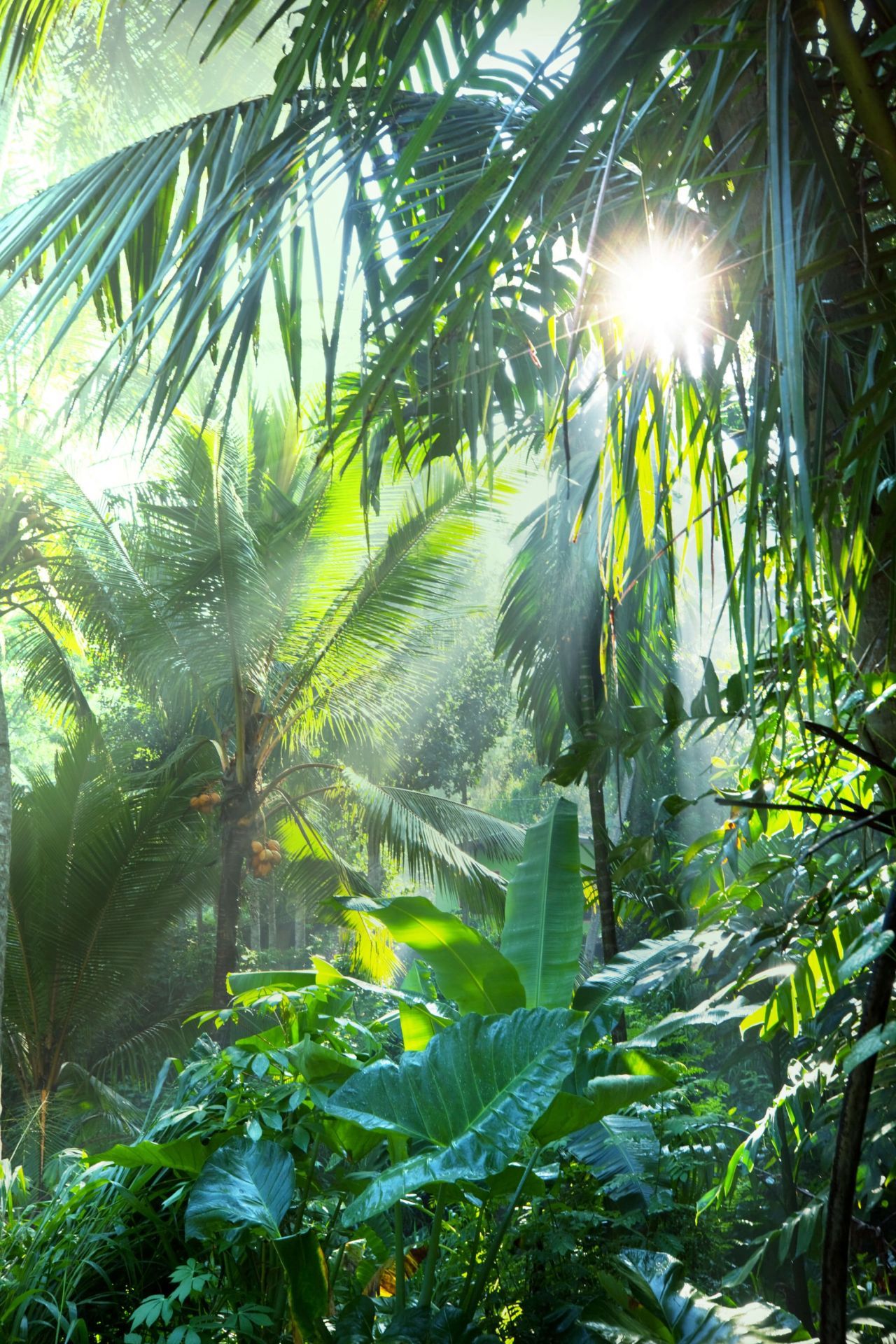 1280x1920 In the tropical forest