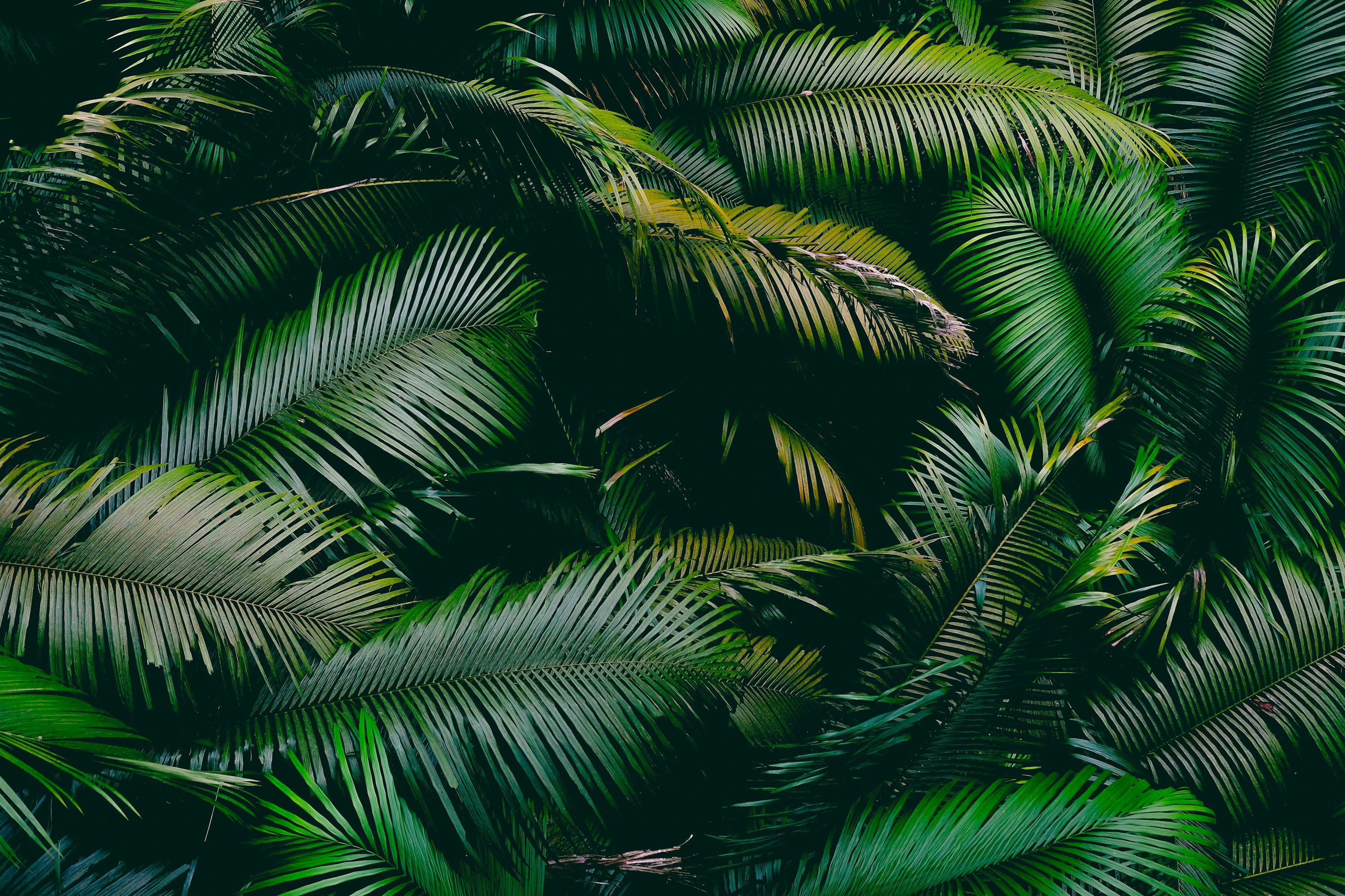 3000x2000 Jungle Wallpaper Picture. Download Free Image