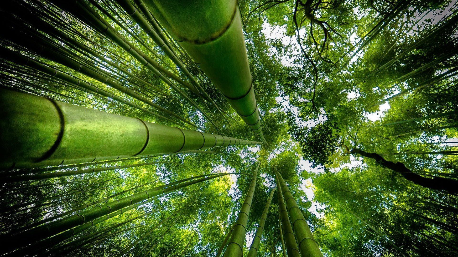 1920x1080 Worm's Eye View Of Bamboo Trees Forest Jungle Background HD Nature Wallpaper