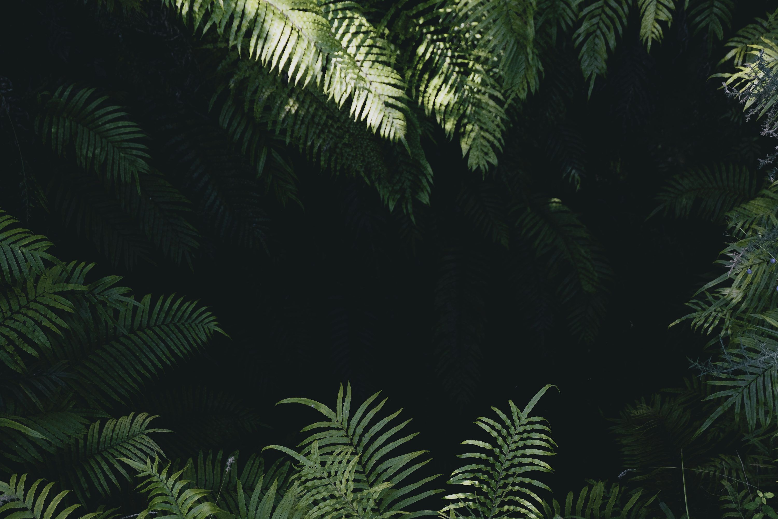 3000x2000 Jungle Background Image: Free Image
