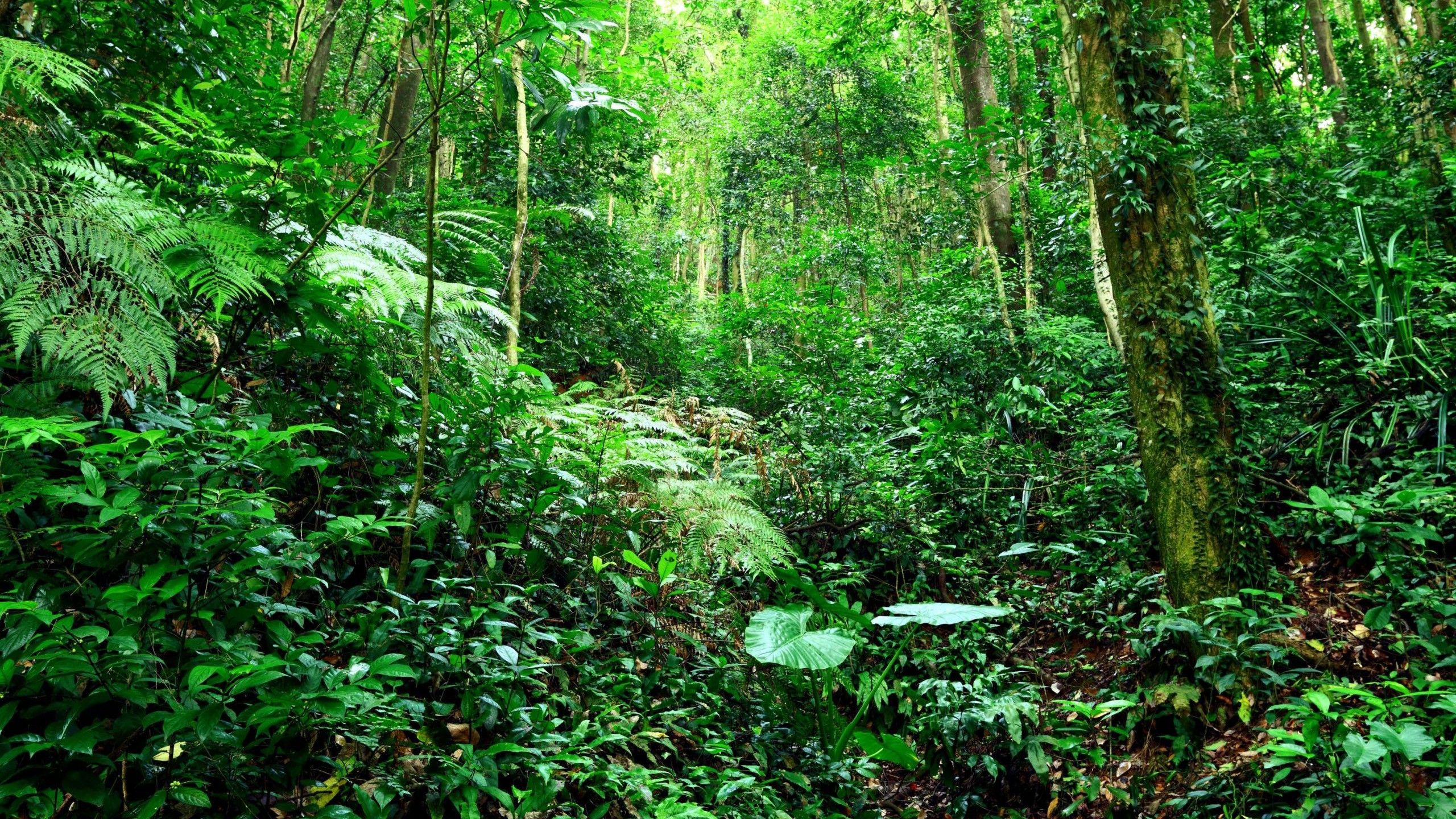 2560x1440 Green Trees Plants Jungle Forest Background HD Nature Wallpaper