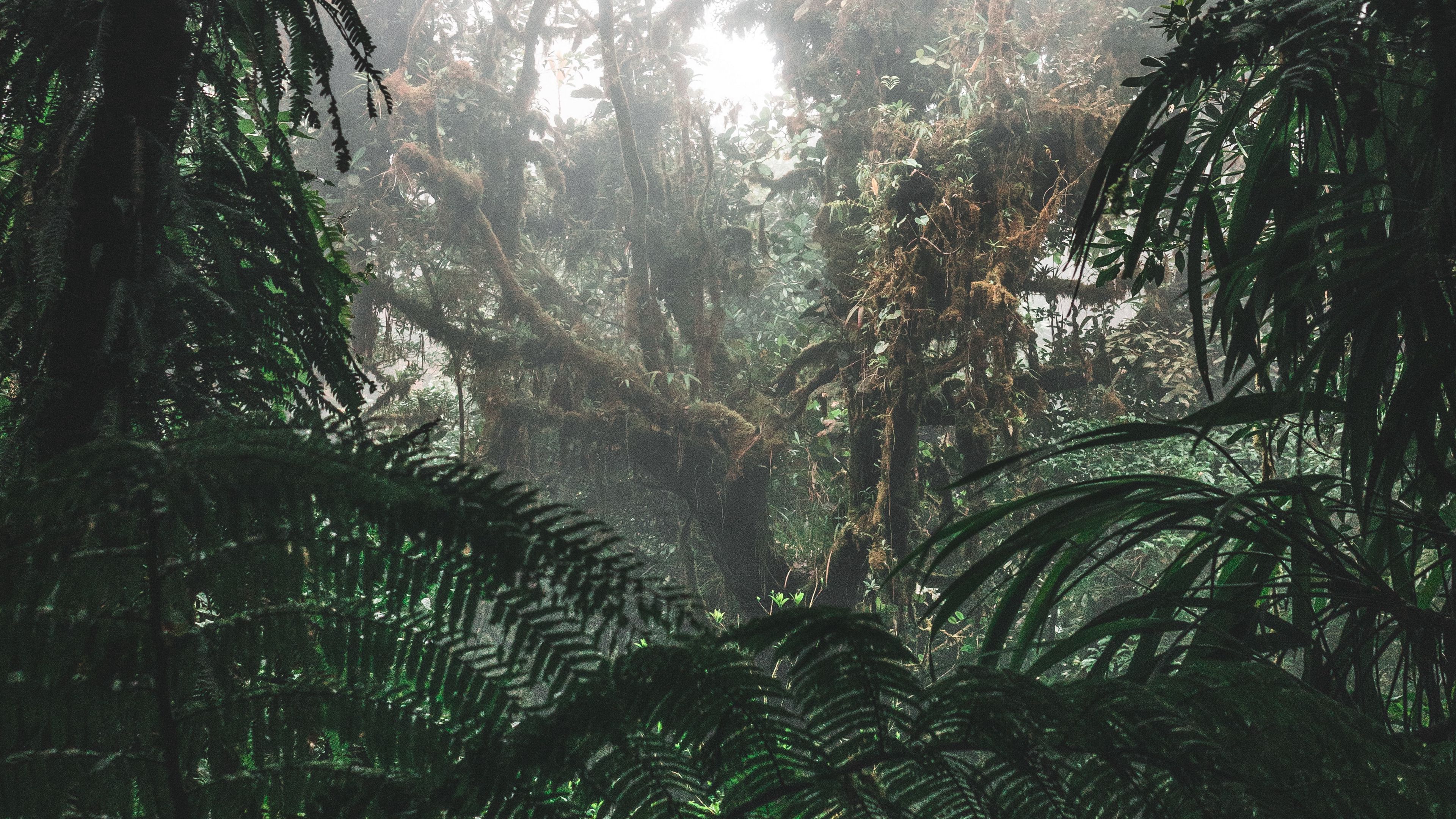 3840x2160 Download wallpaper 3840x2160 jungle, forest, fog, trees, bushes, tropics 4k uhd 16:9 HD background