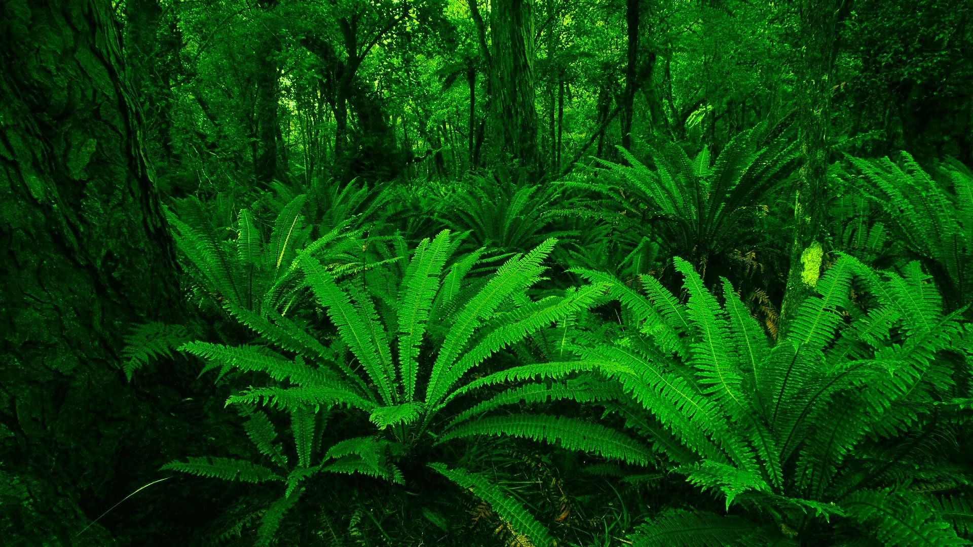 1920x1080 Lush Tropical Jungle Ferns HD Wallpaper: Vibrant Green Forest Nature Scenex1080