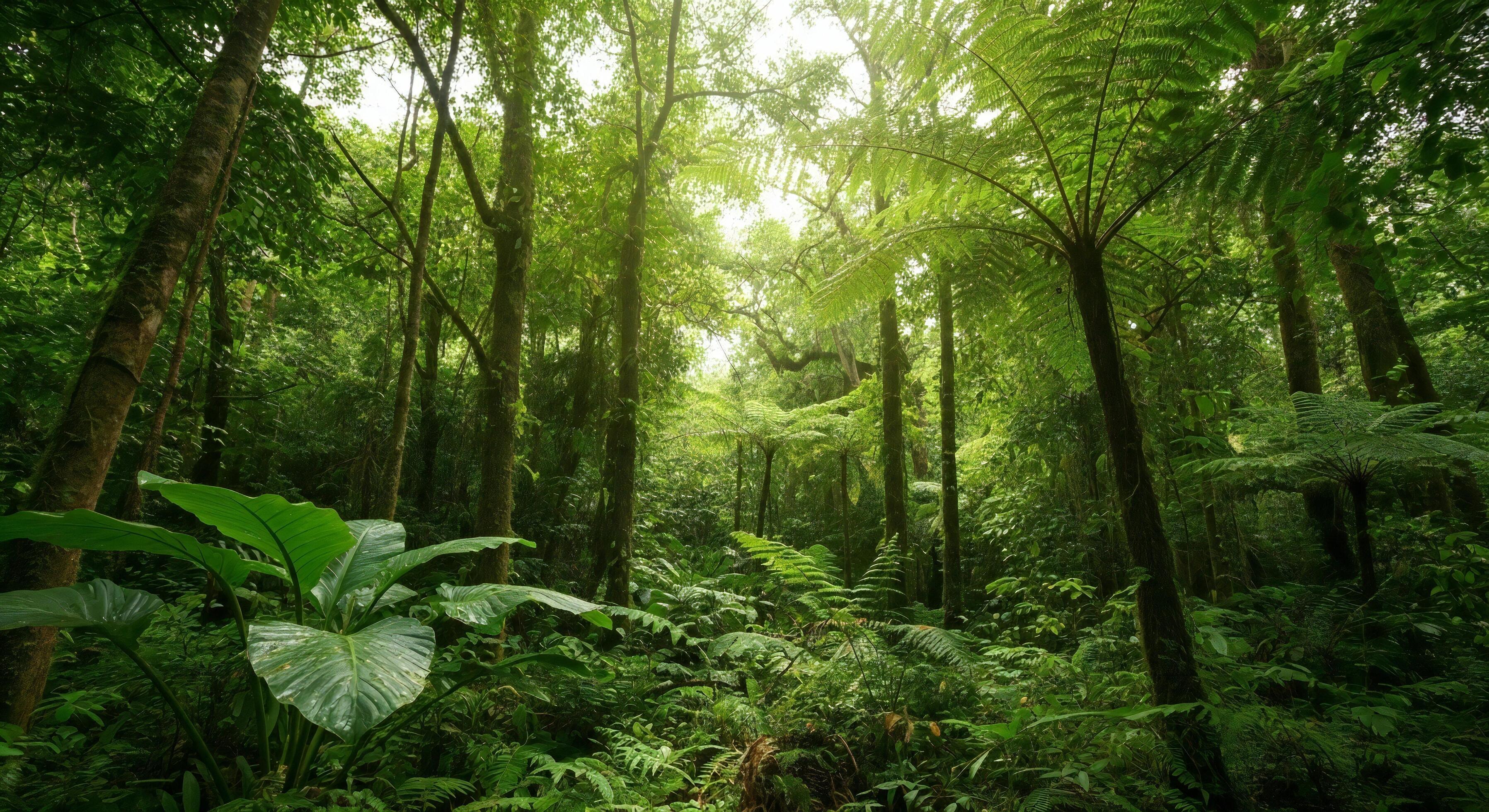 3593x1960 Nature background, Nature wallpaper, Dense tropical rainforest with lush green foliage and tall trees bathed in sunlight