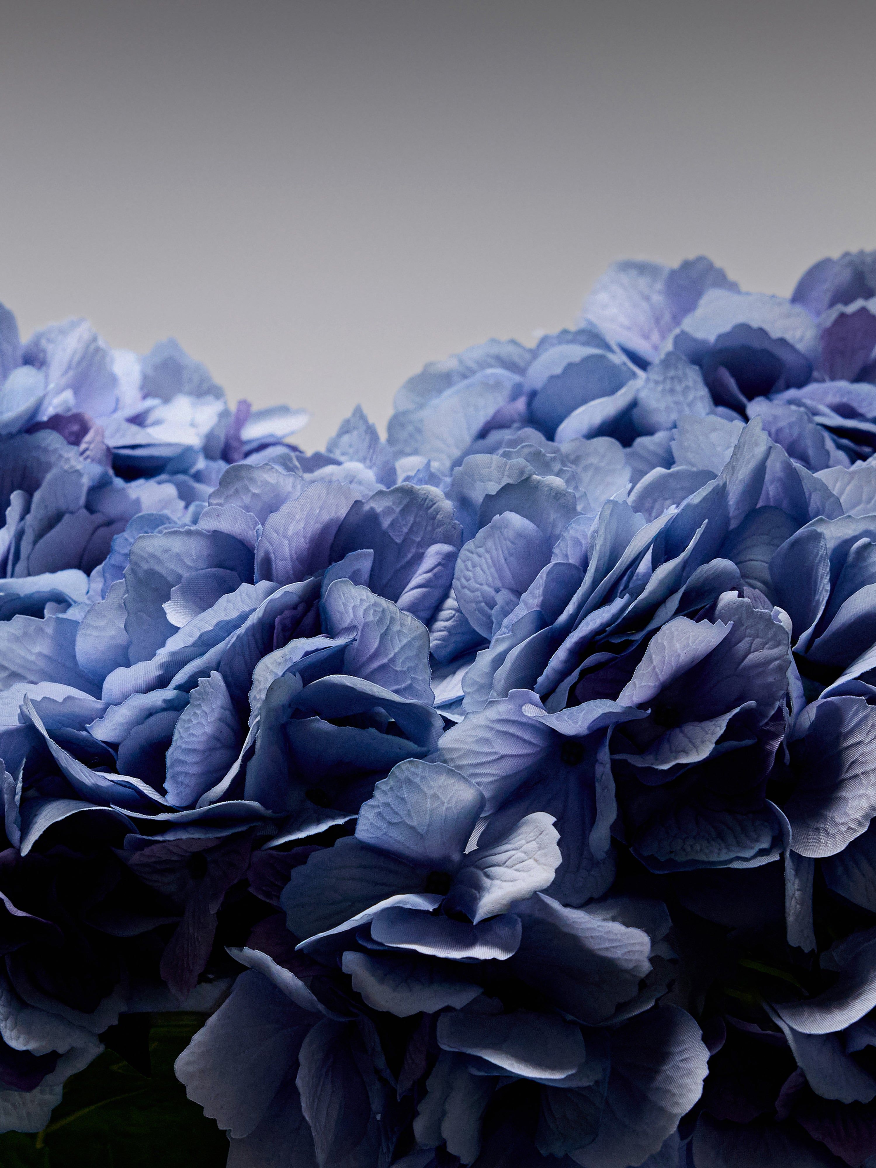 2999x4000 Hydrangea Variations