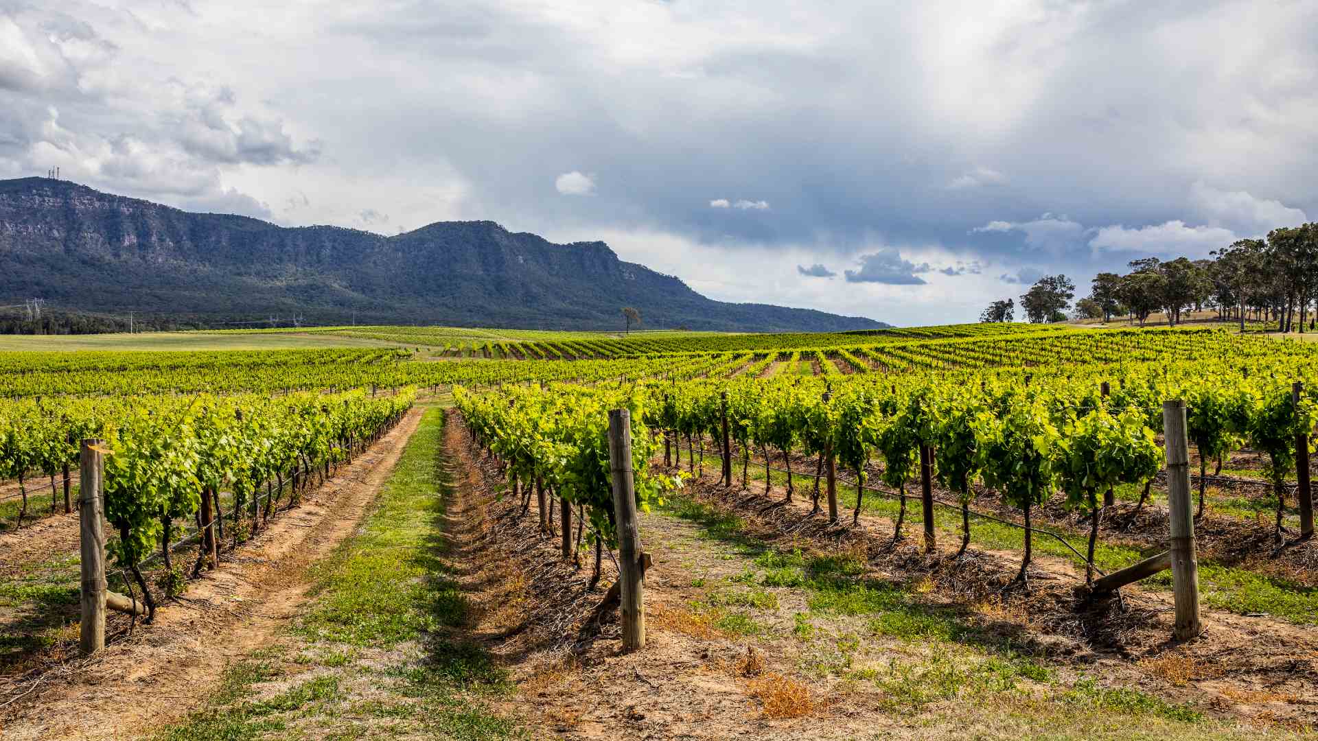 1920x1080 Six Australian Wine Varieties You Need to Know