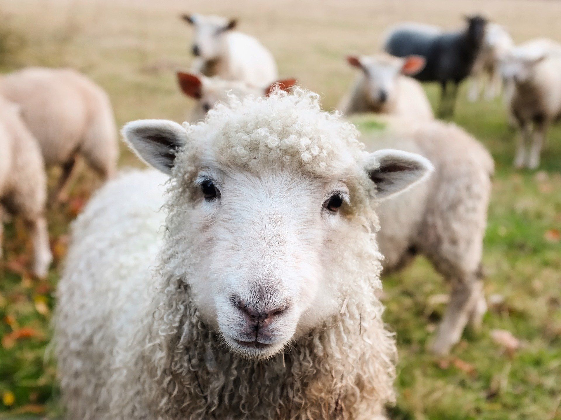 1920x1440 Not just activists, 9 out of 10 people are concerned about animal welfare in Australian farming