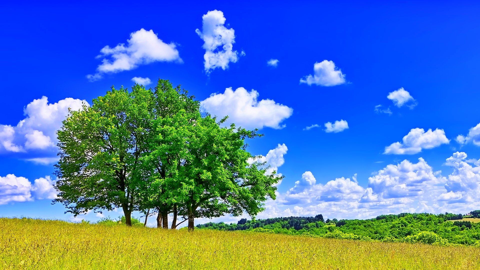 1920x1080 Sunlit Serenity: Vibrant Field and Trees HD Nature Wallpaperx1080